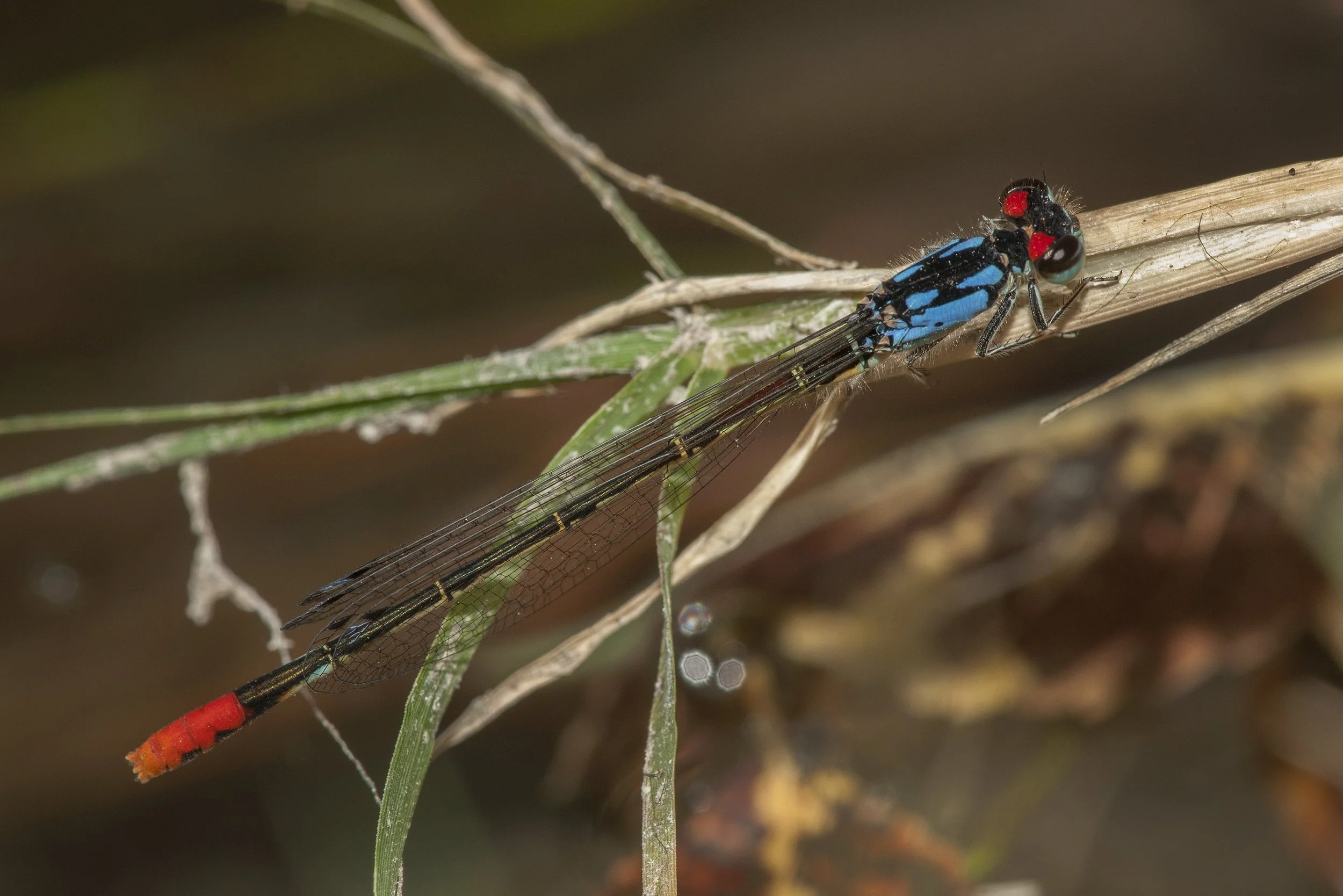 Hesperagrion heterodoxum (Painted Damsel)_DS3_9612.jpg
