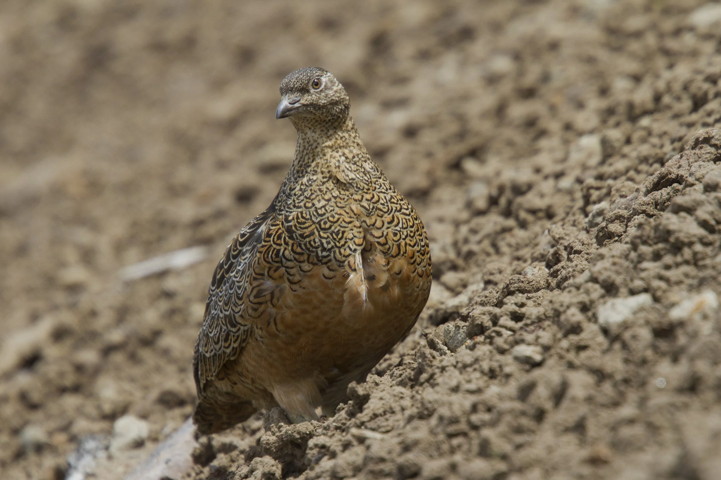 Rufous Bellied Seedsnipe