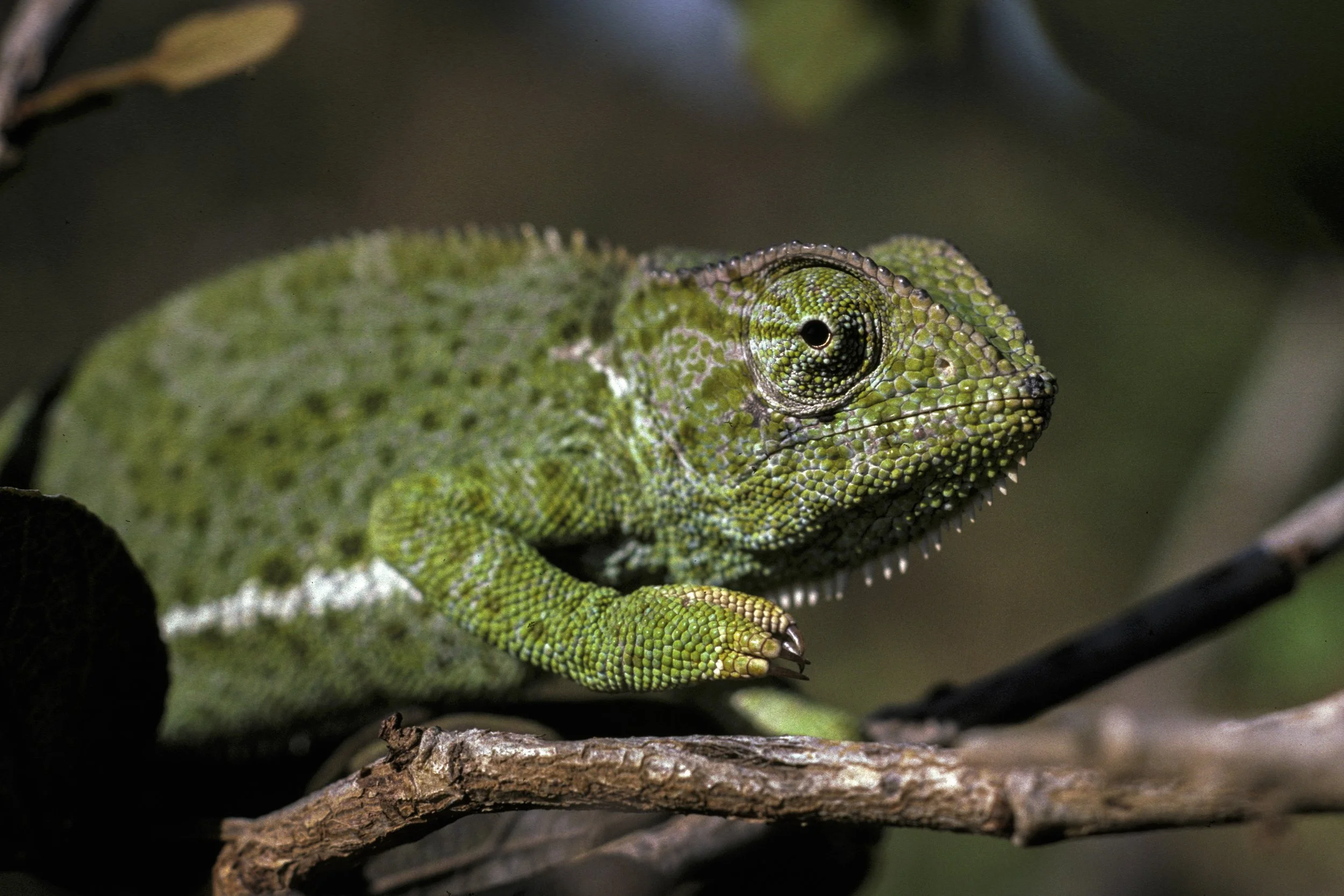 Chamelion