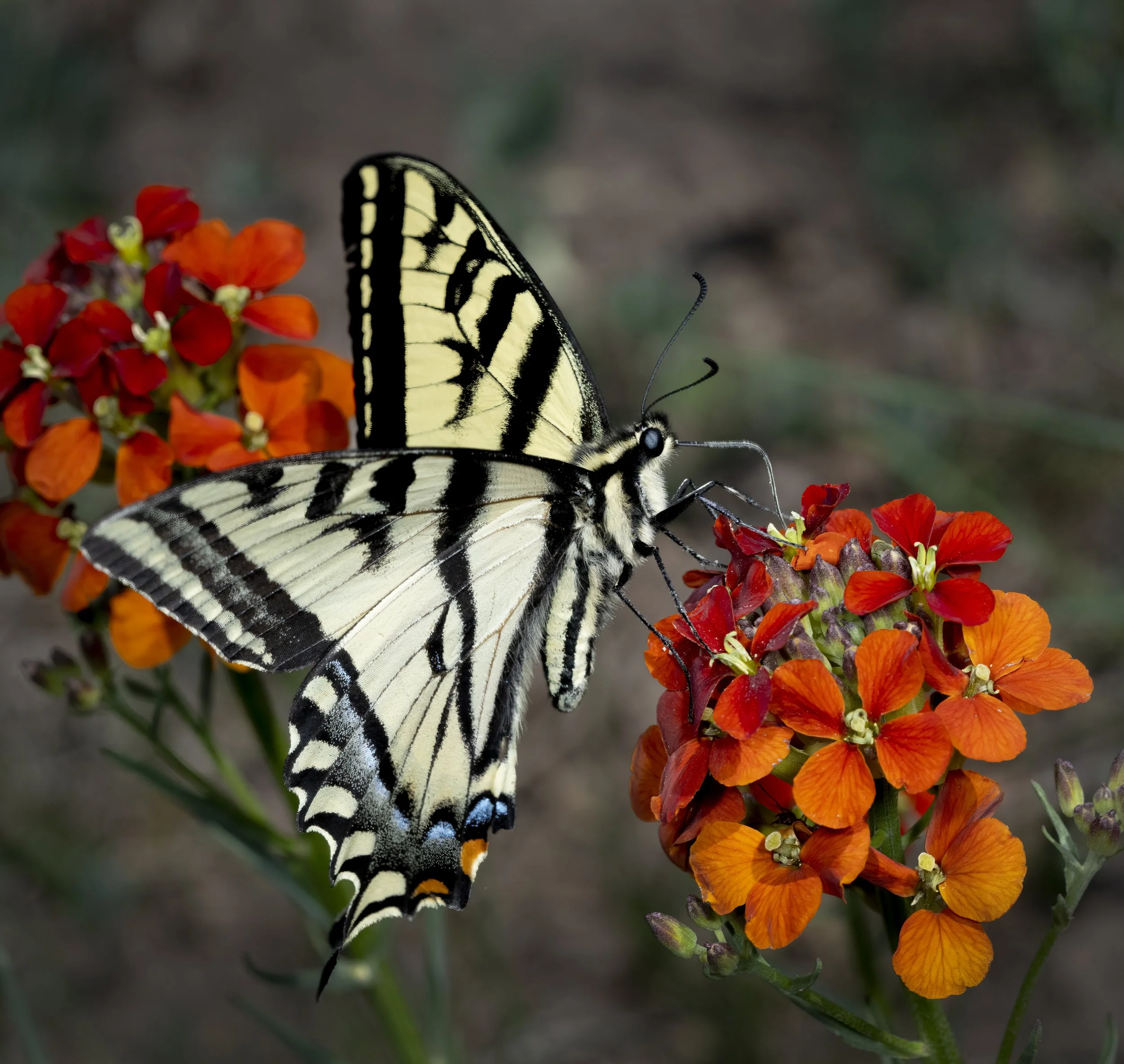 A1_08260-Edit.jpg