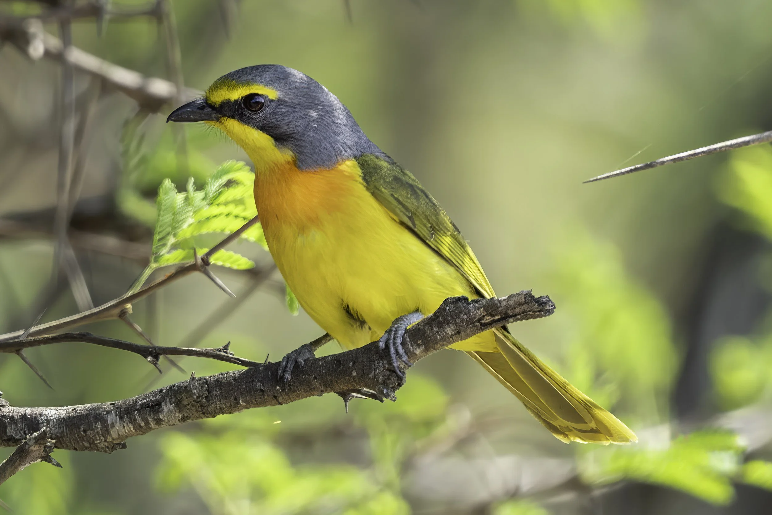 Sulphur Breasted Bushshrike