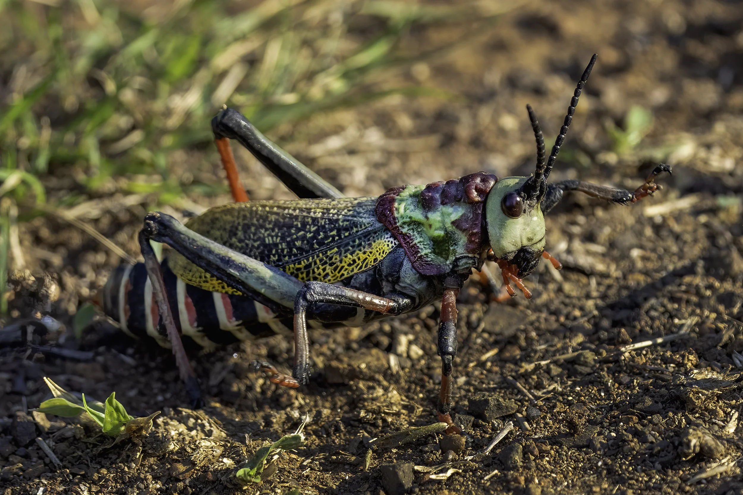 Foam Grasshopper