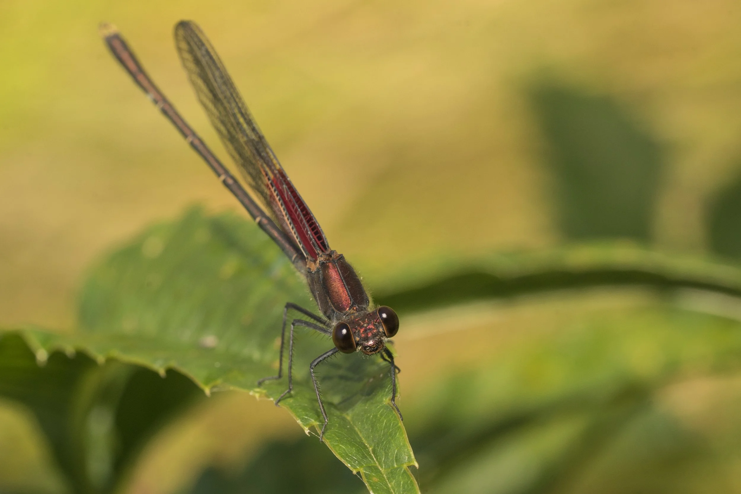 American Rubyspot (Hetaerina americana)_DSC08478.jpg