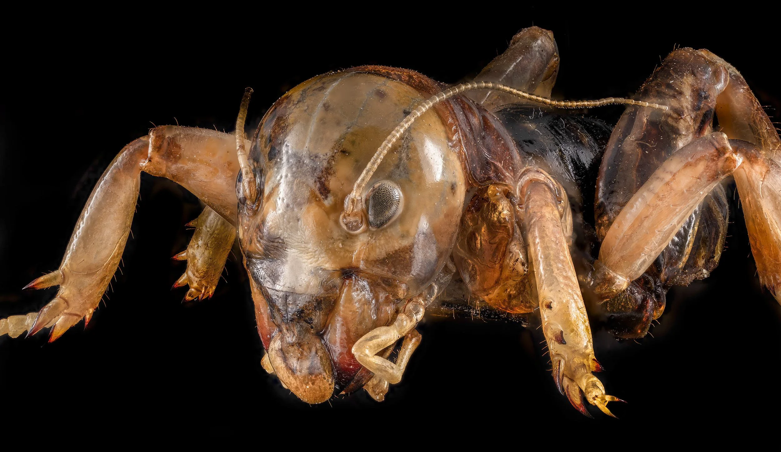 Mole_Cricket.jpg