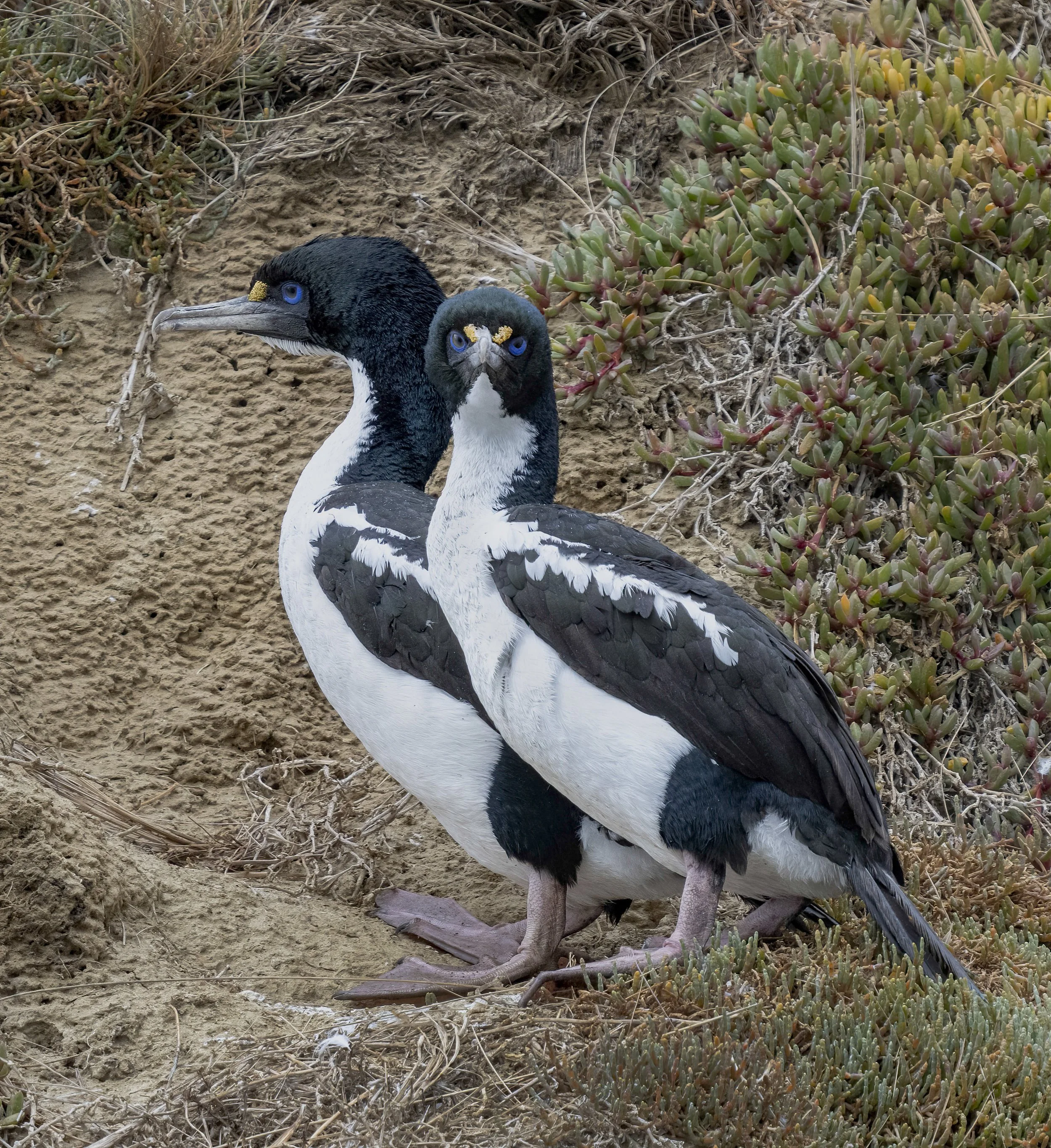 New Zealand King Shag