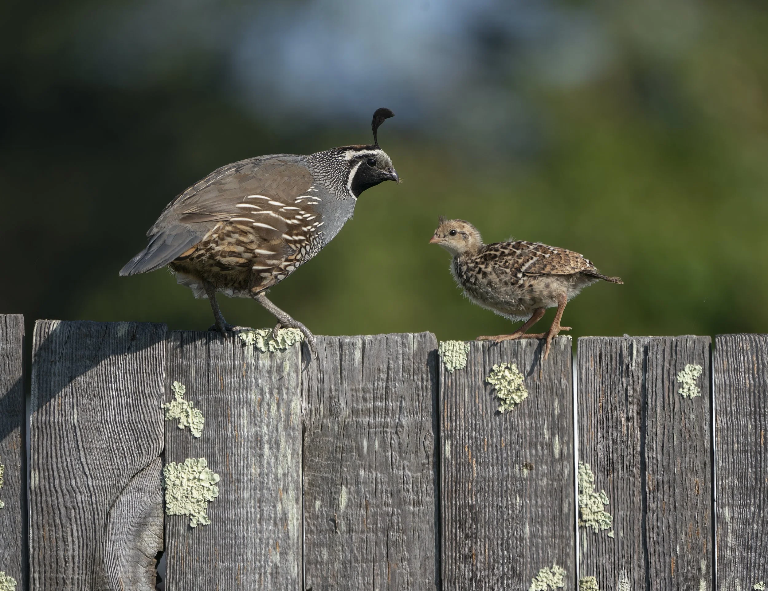 California Quail