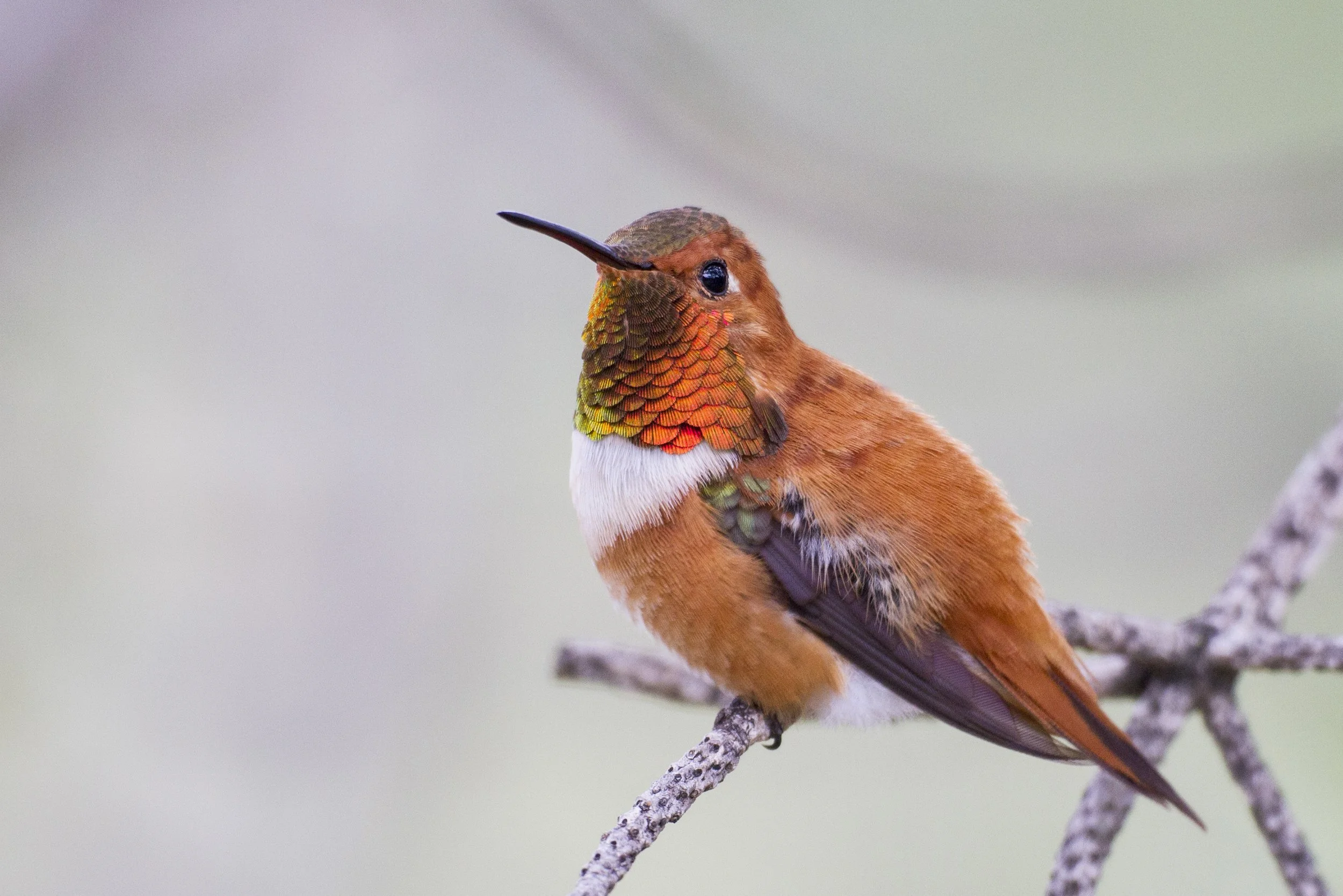 Rufous Hummingbird