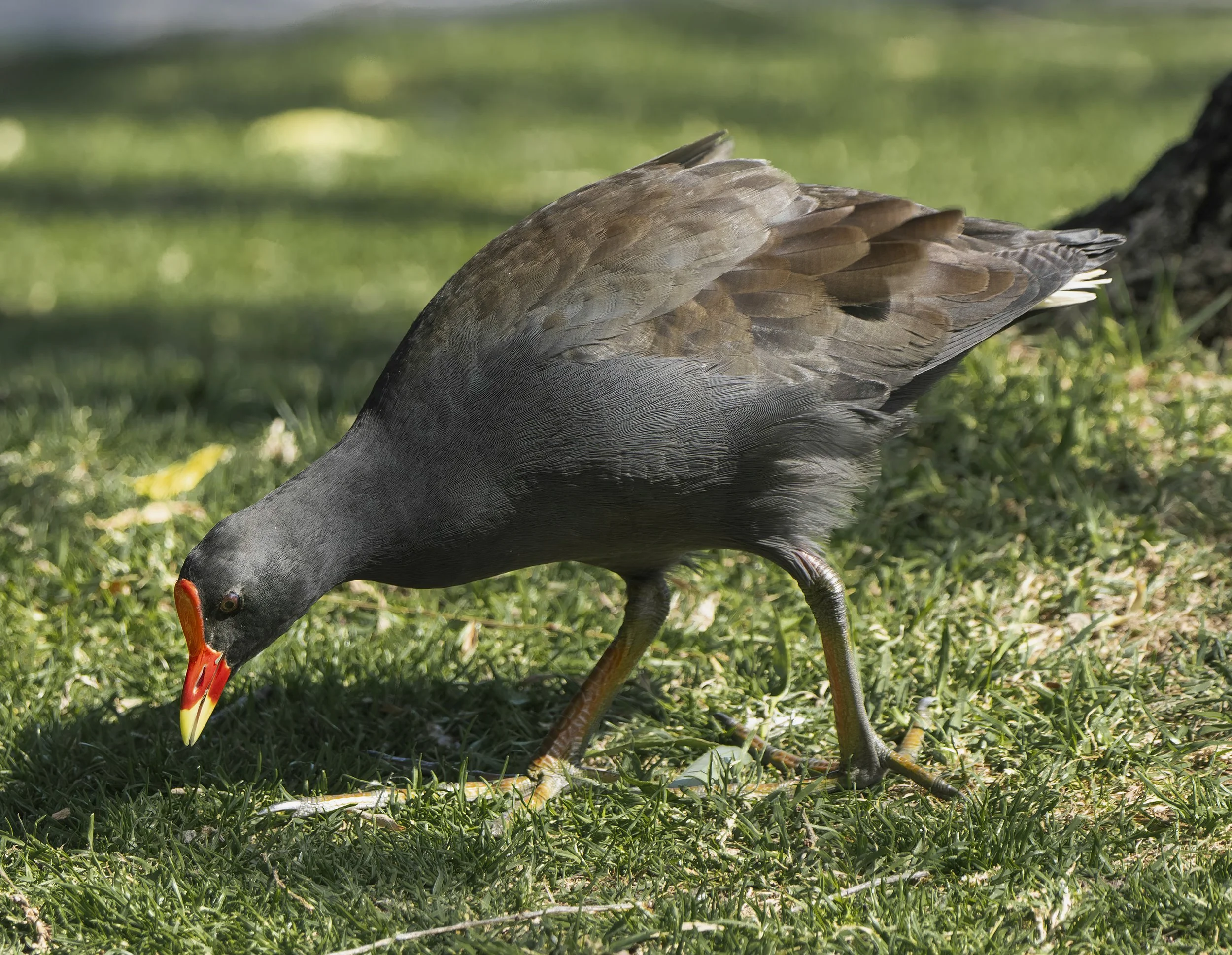 Dusky Moorhen