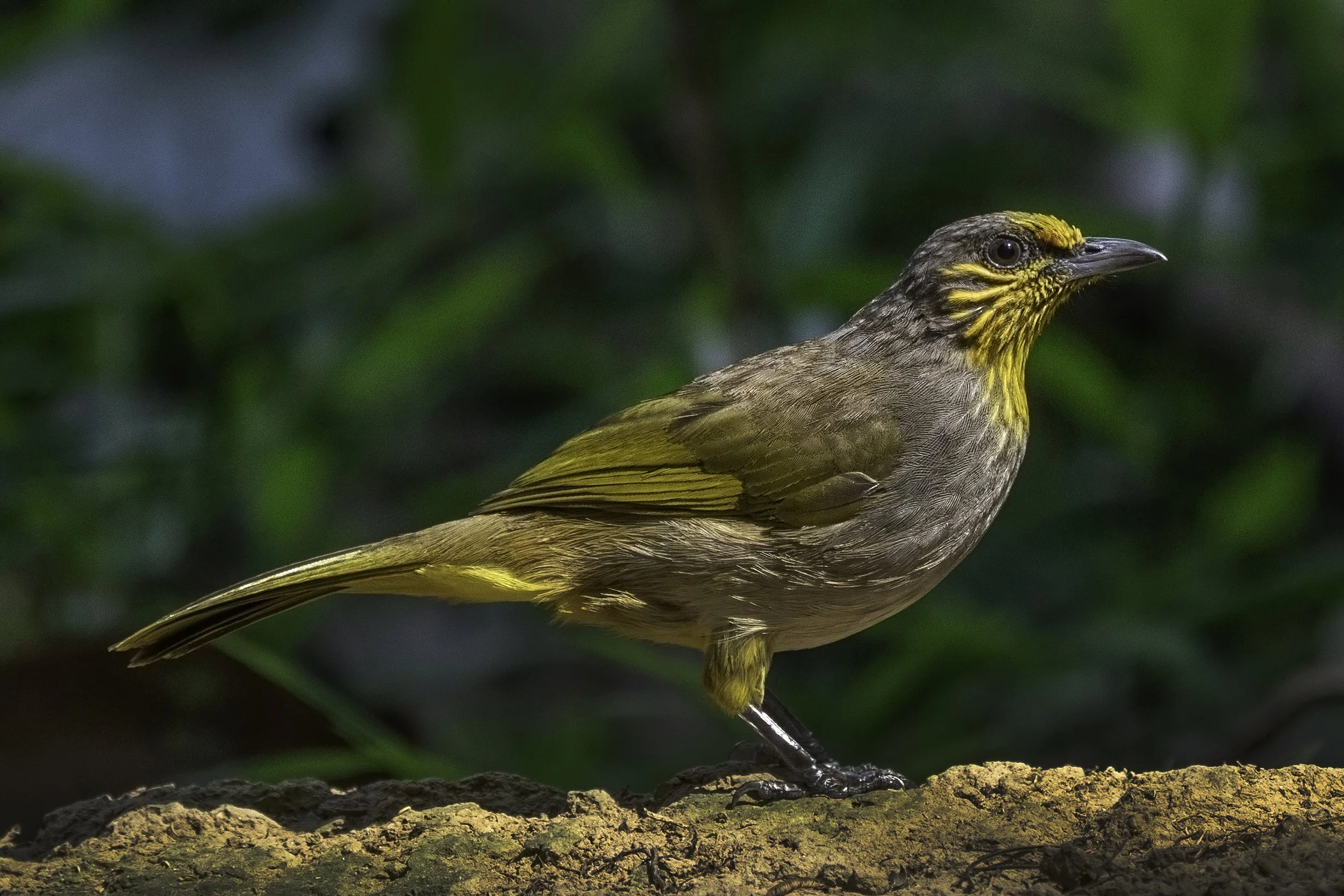 Stripe Throated Bulbul 