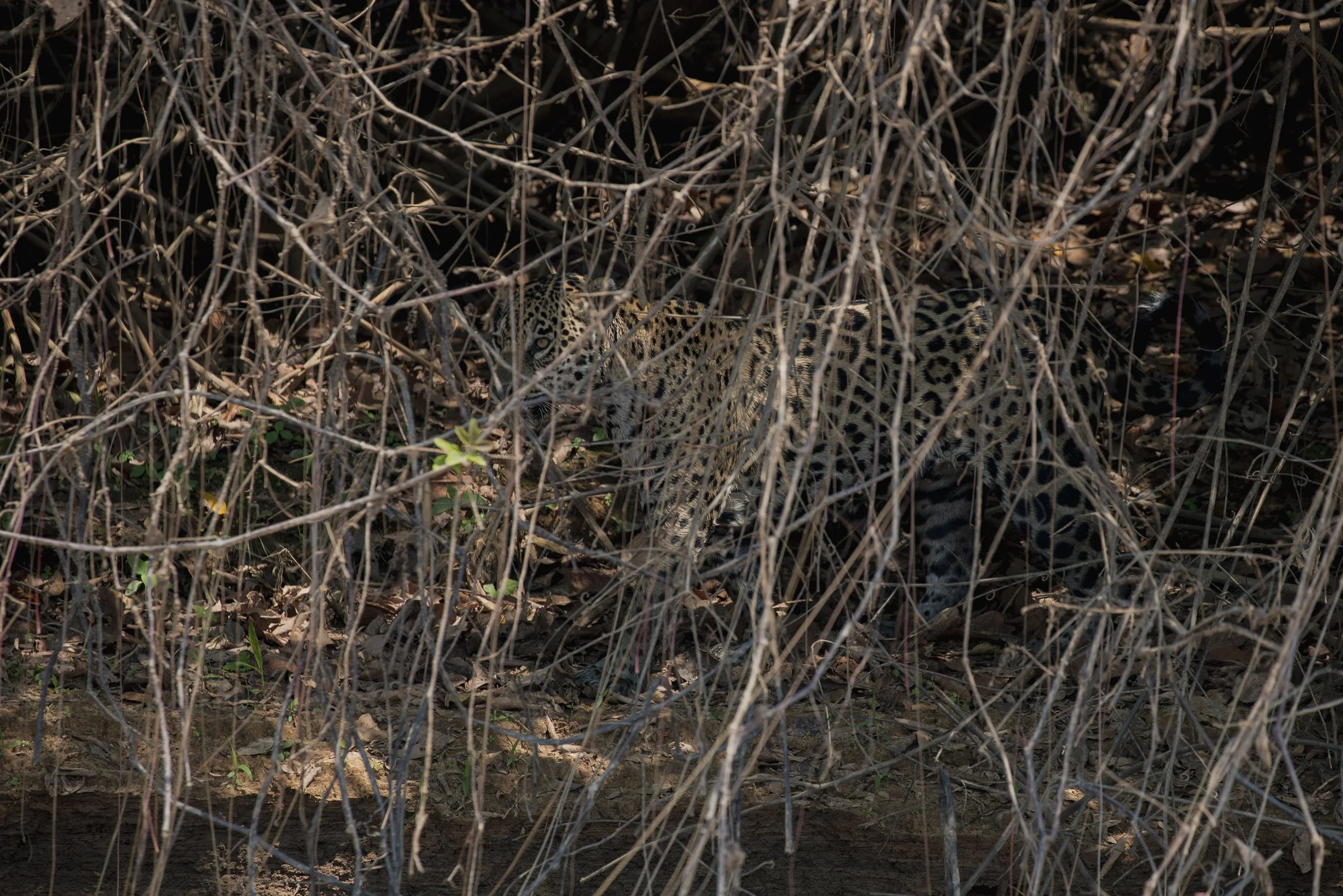 Jaguar