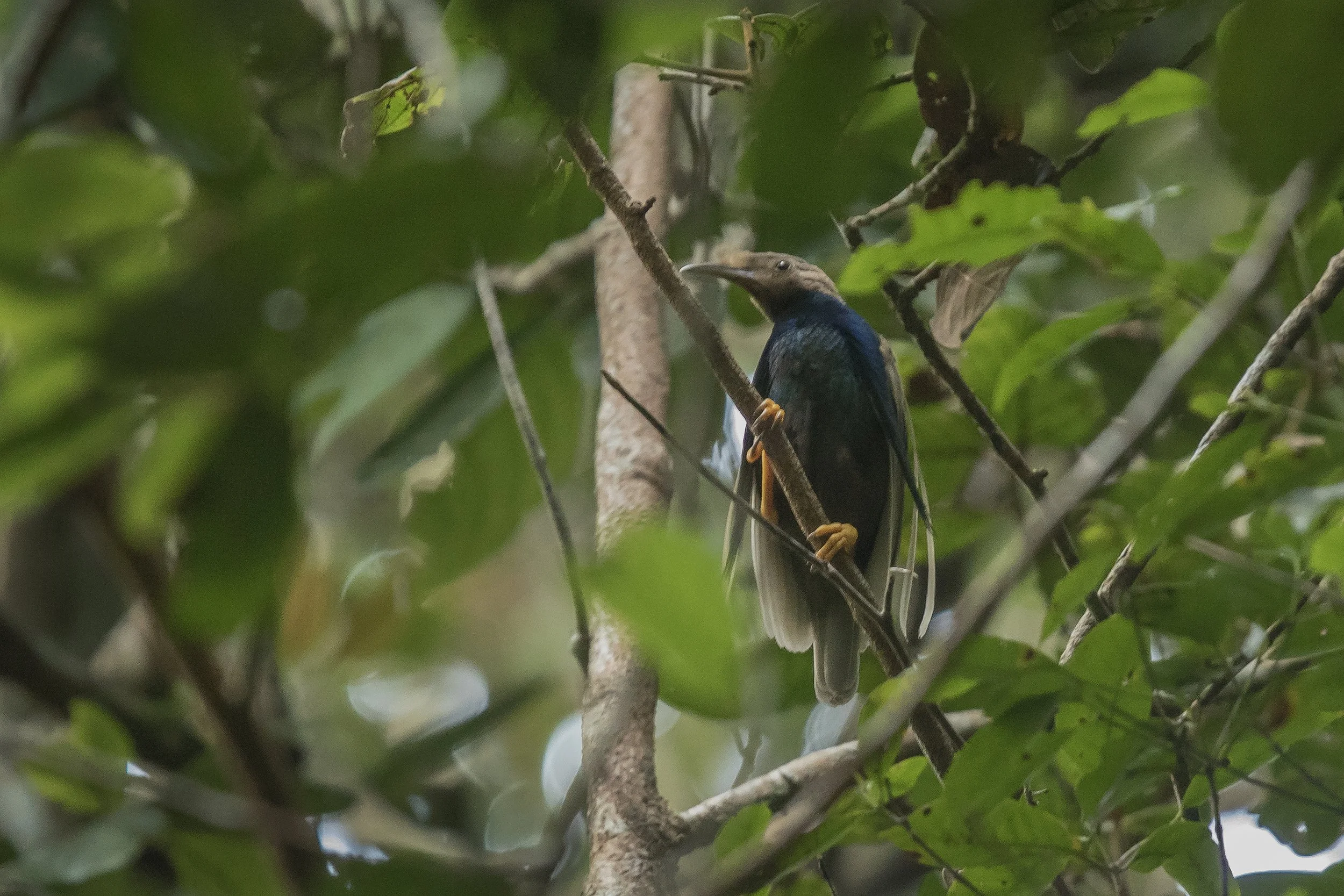 Halmahera_DSC03432.jpg