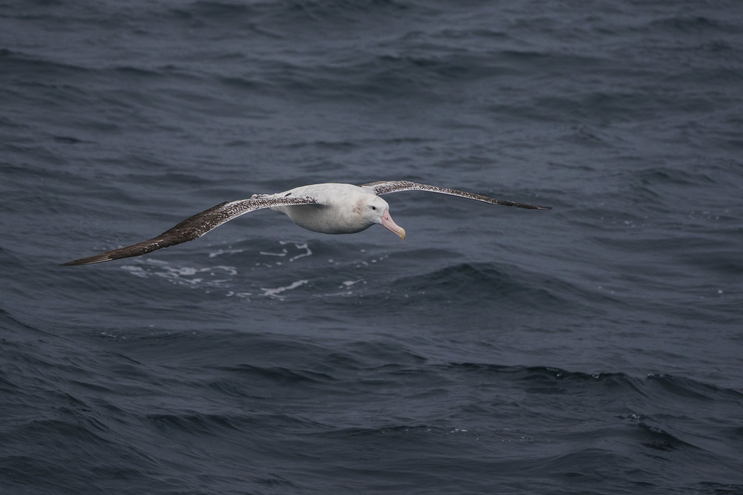 Wandering Albatross