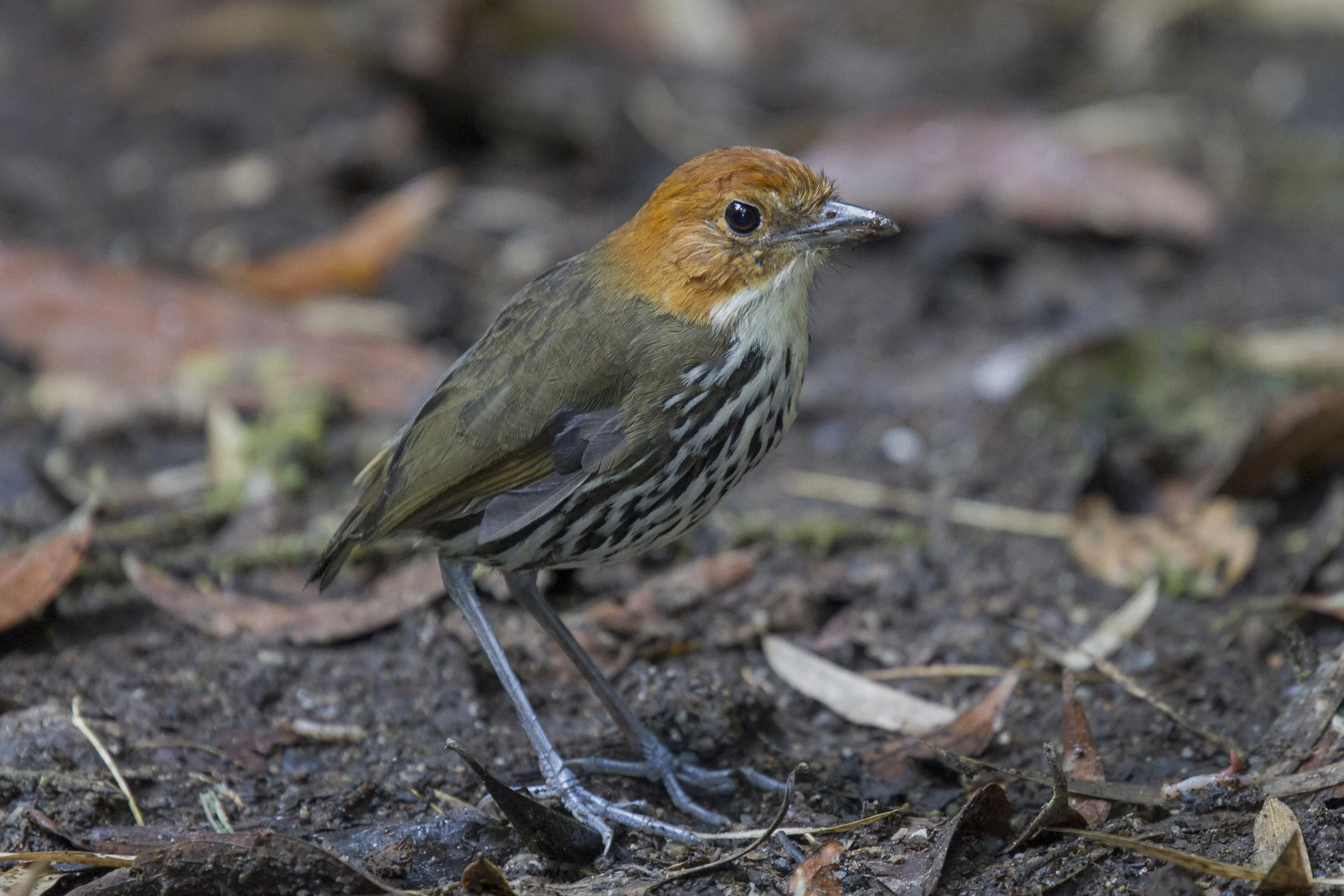 Chestnut Crowned Antpitta