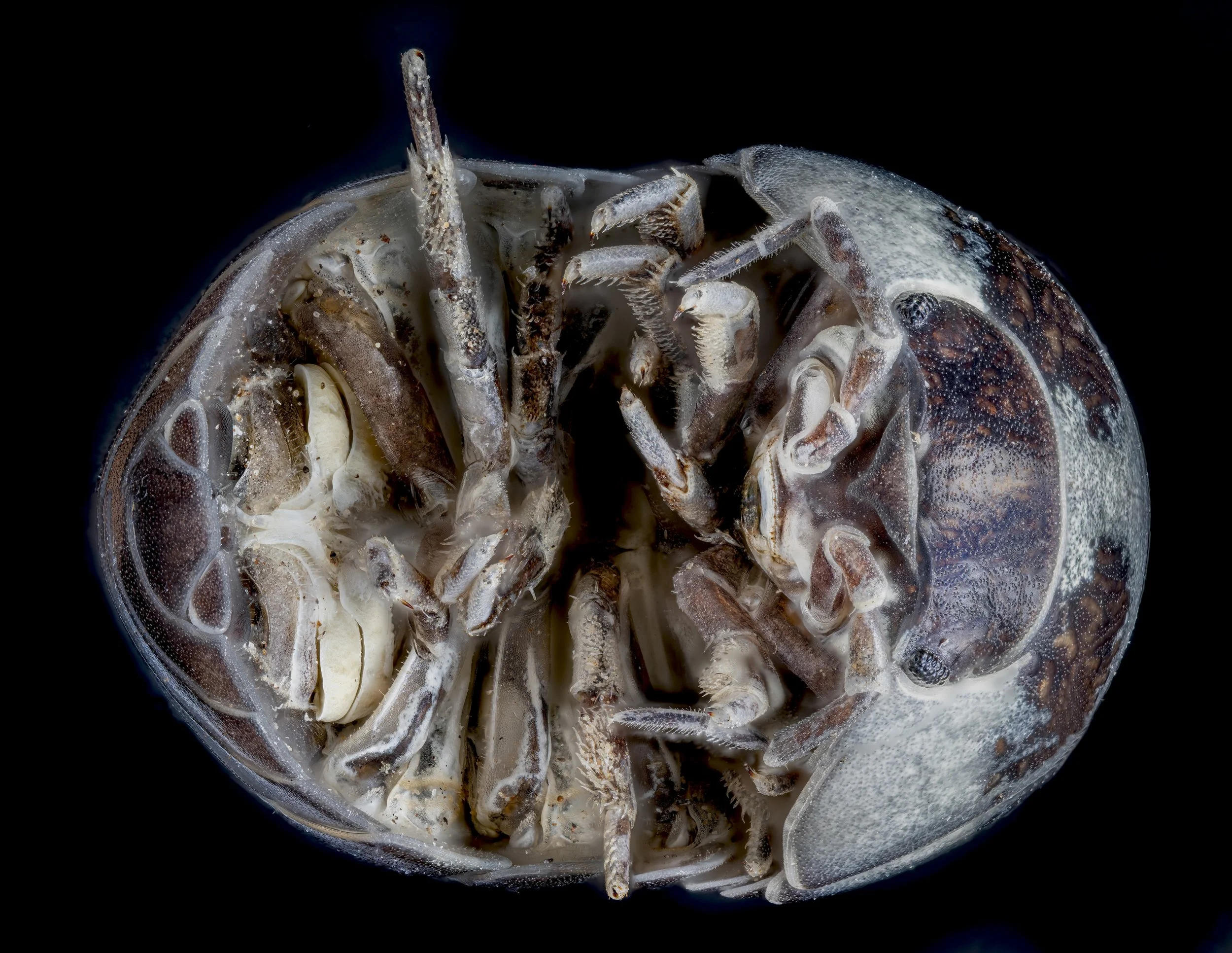 pillBug_Armadillidiidae.jpg
