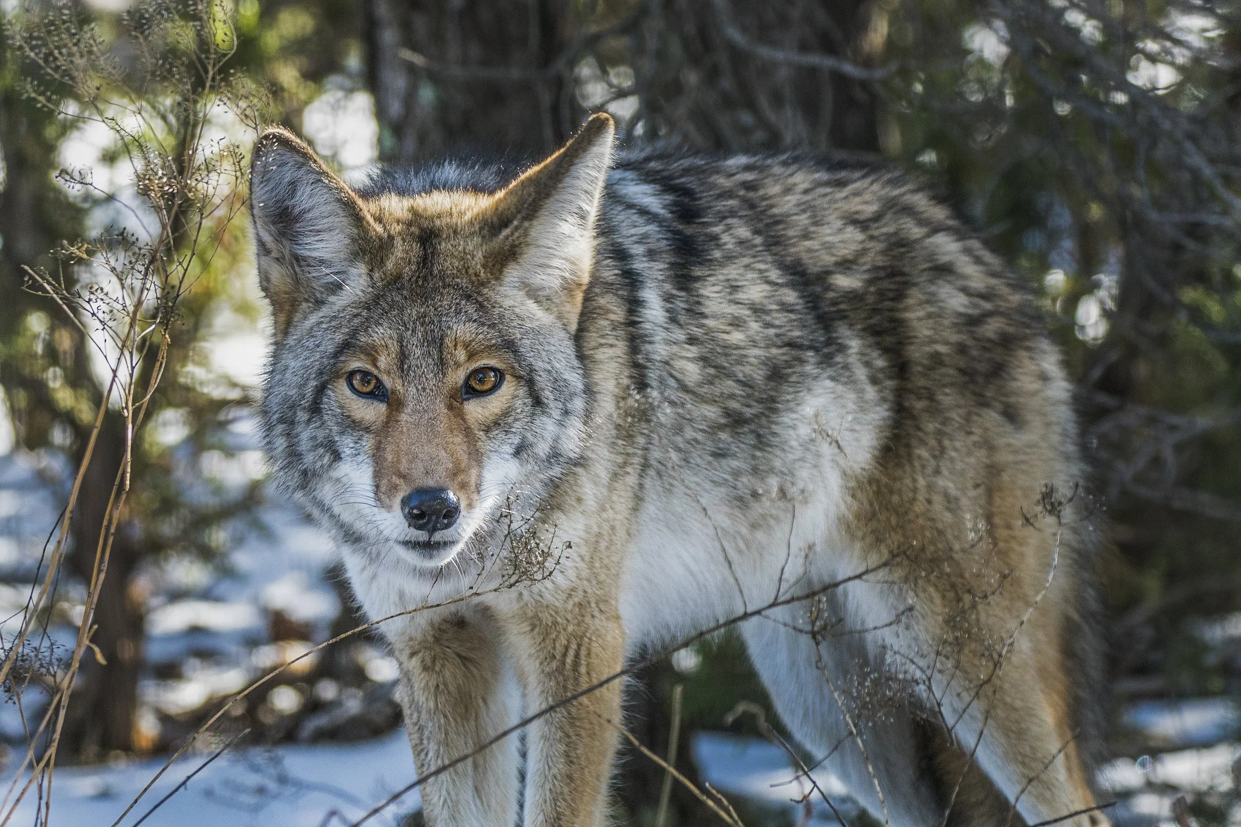 Coyote, NM