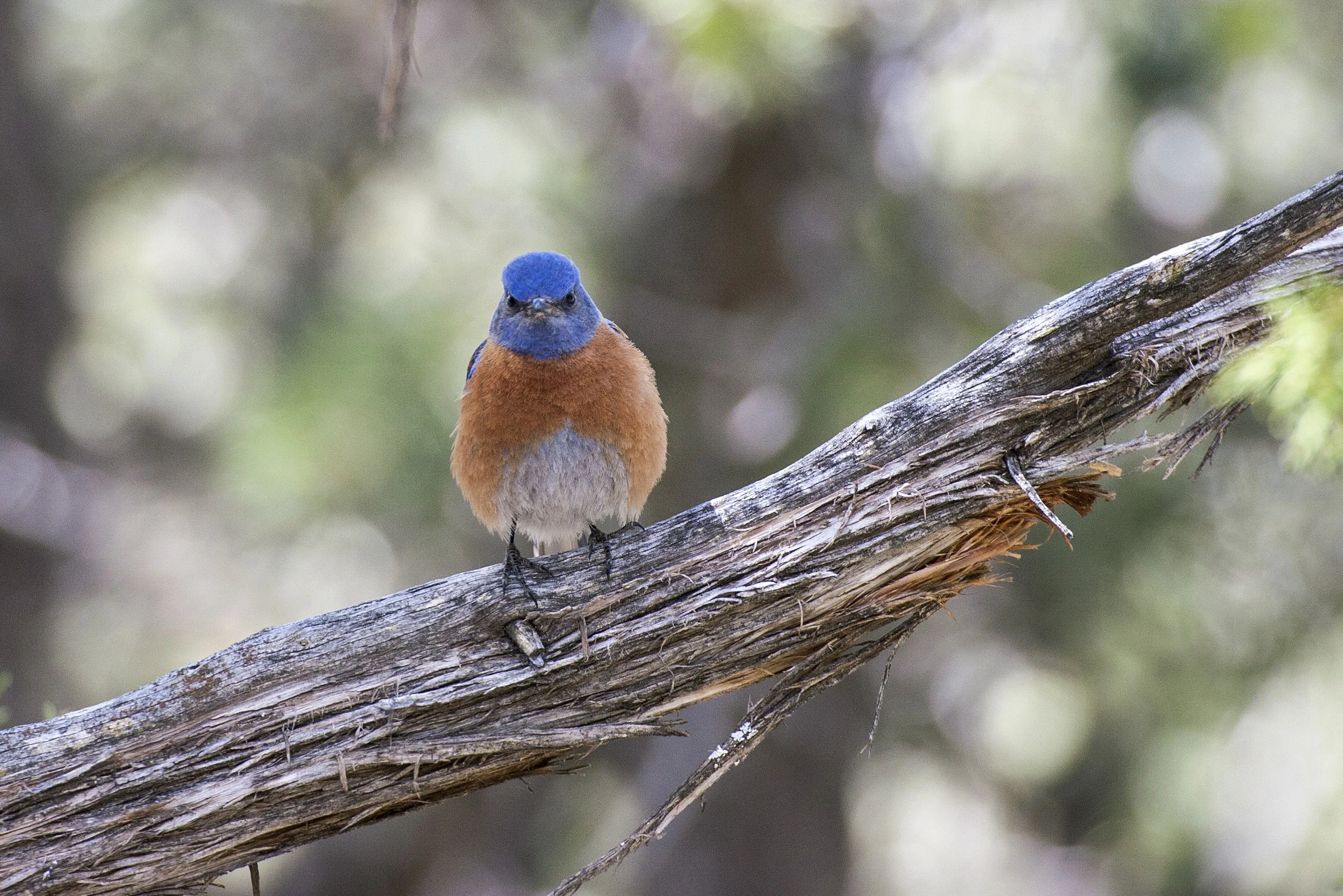 Western Bluebird