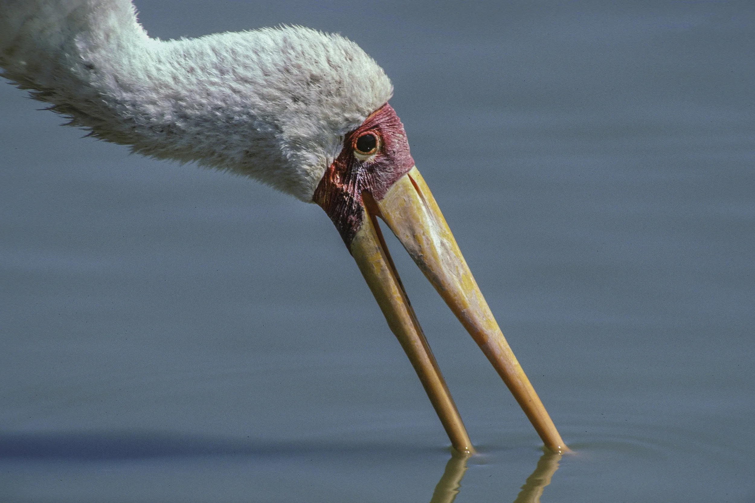 Yellow Billed Stork