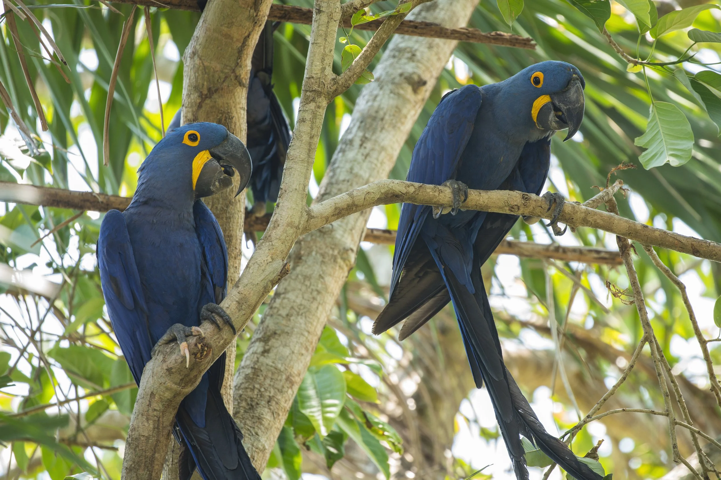 Hyacinth Macaw