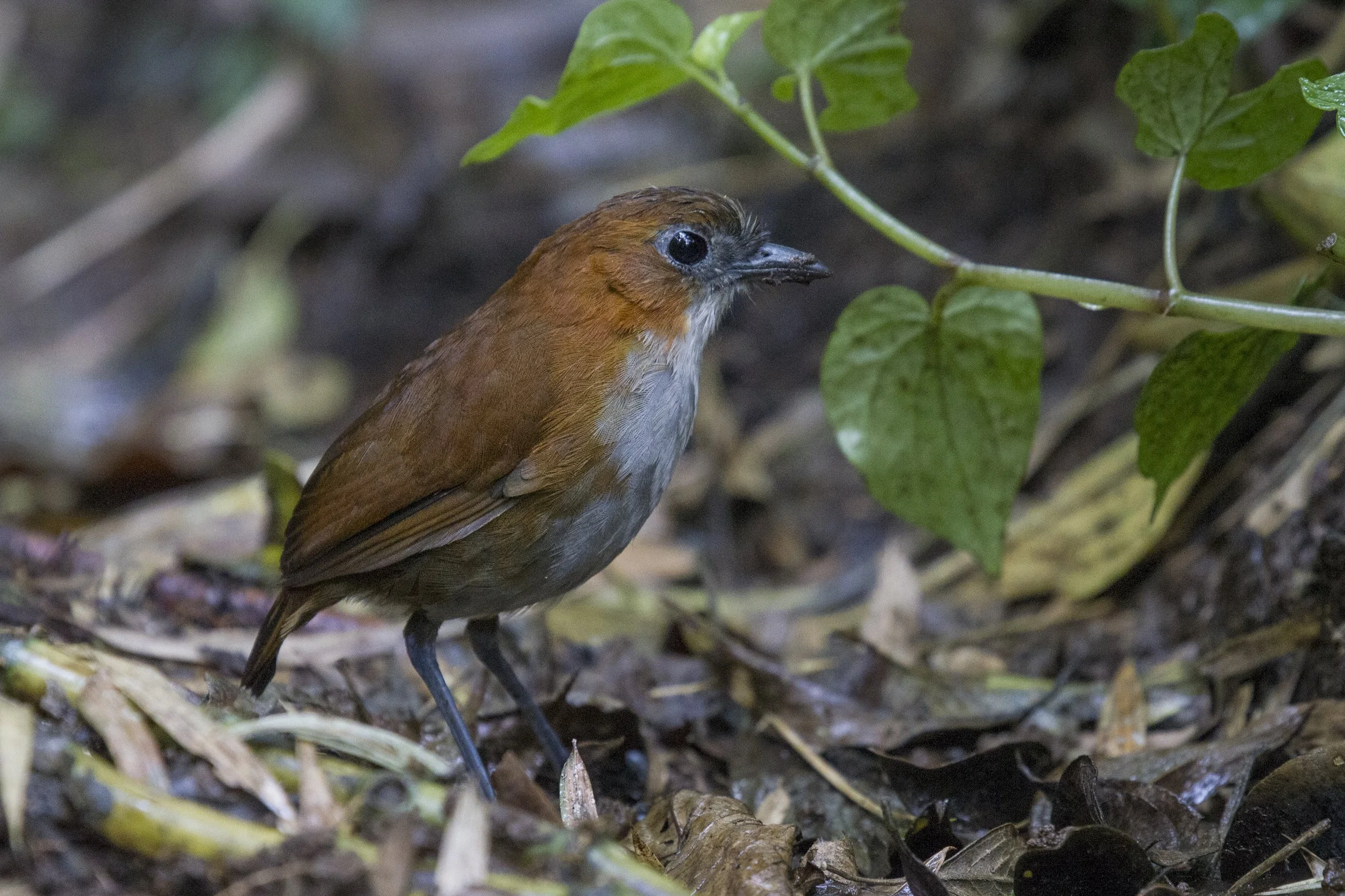 White Bellied Antpitta