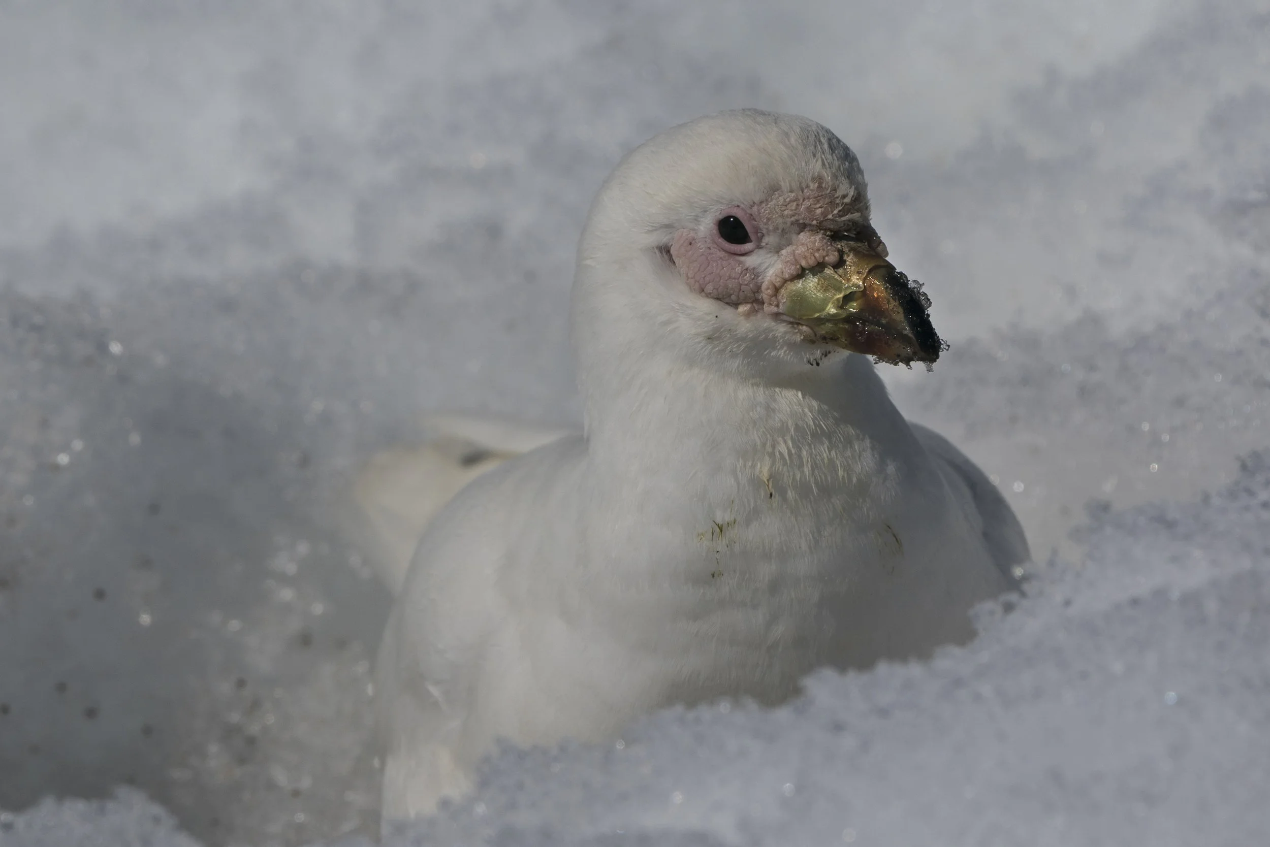 Snowy Sheathbill