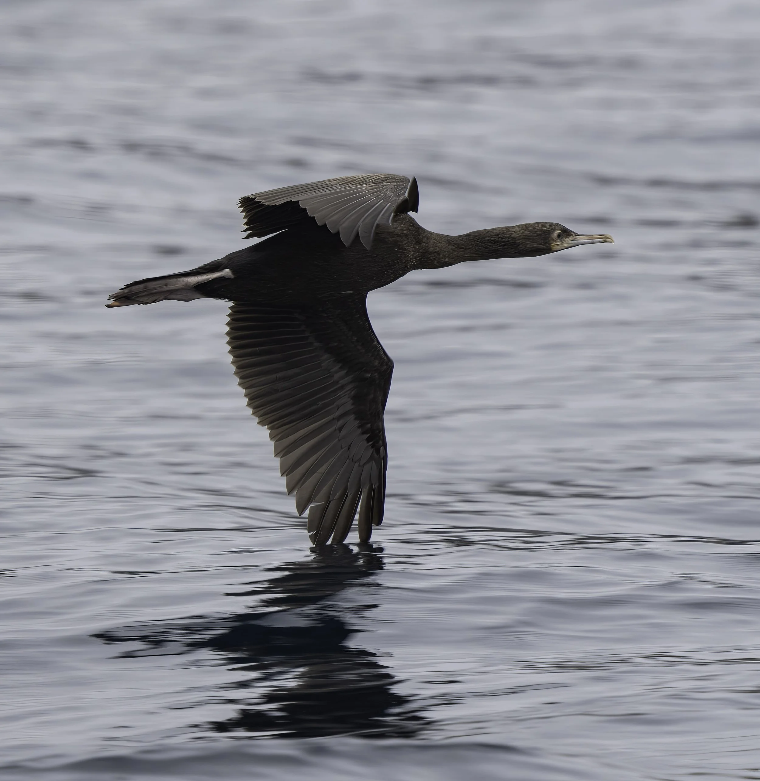 Foveaux Shag