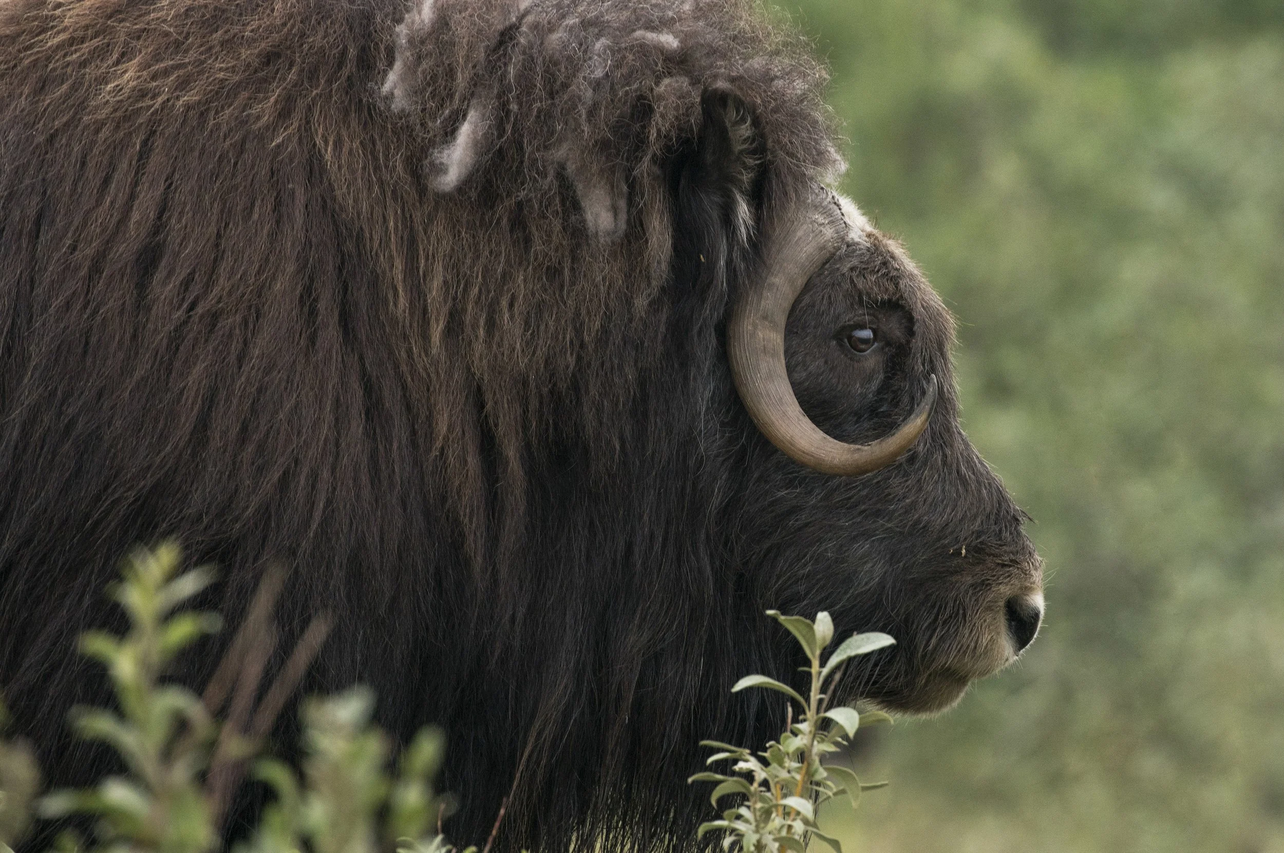 Musk Ox, Alaska
