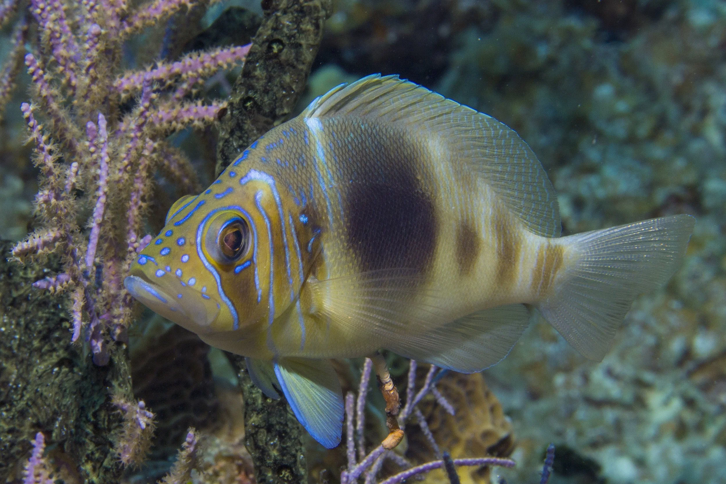LittleCayman_IMG_8822.jpg