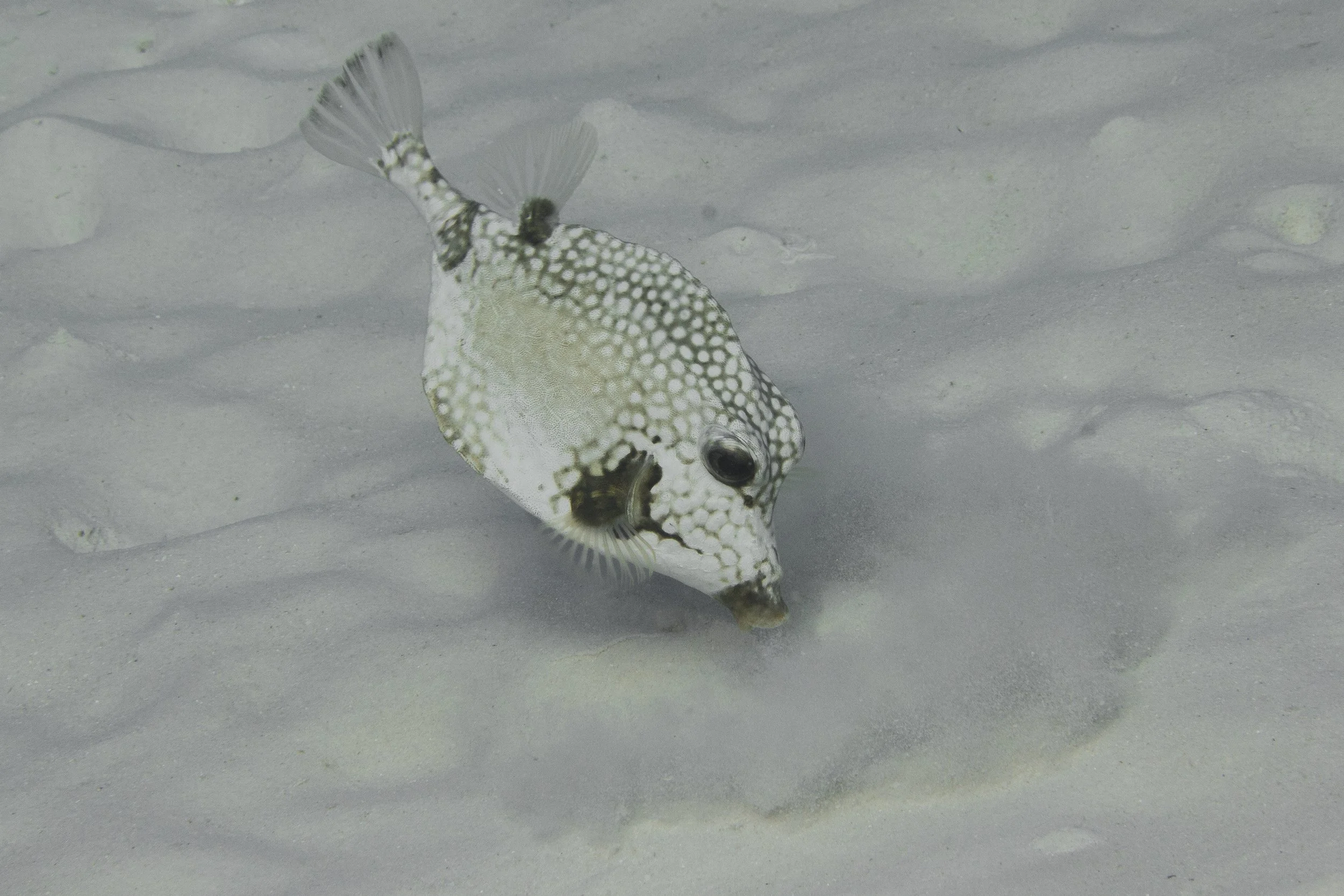 Bonaire_IMG_9470.jpg