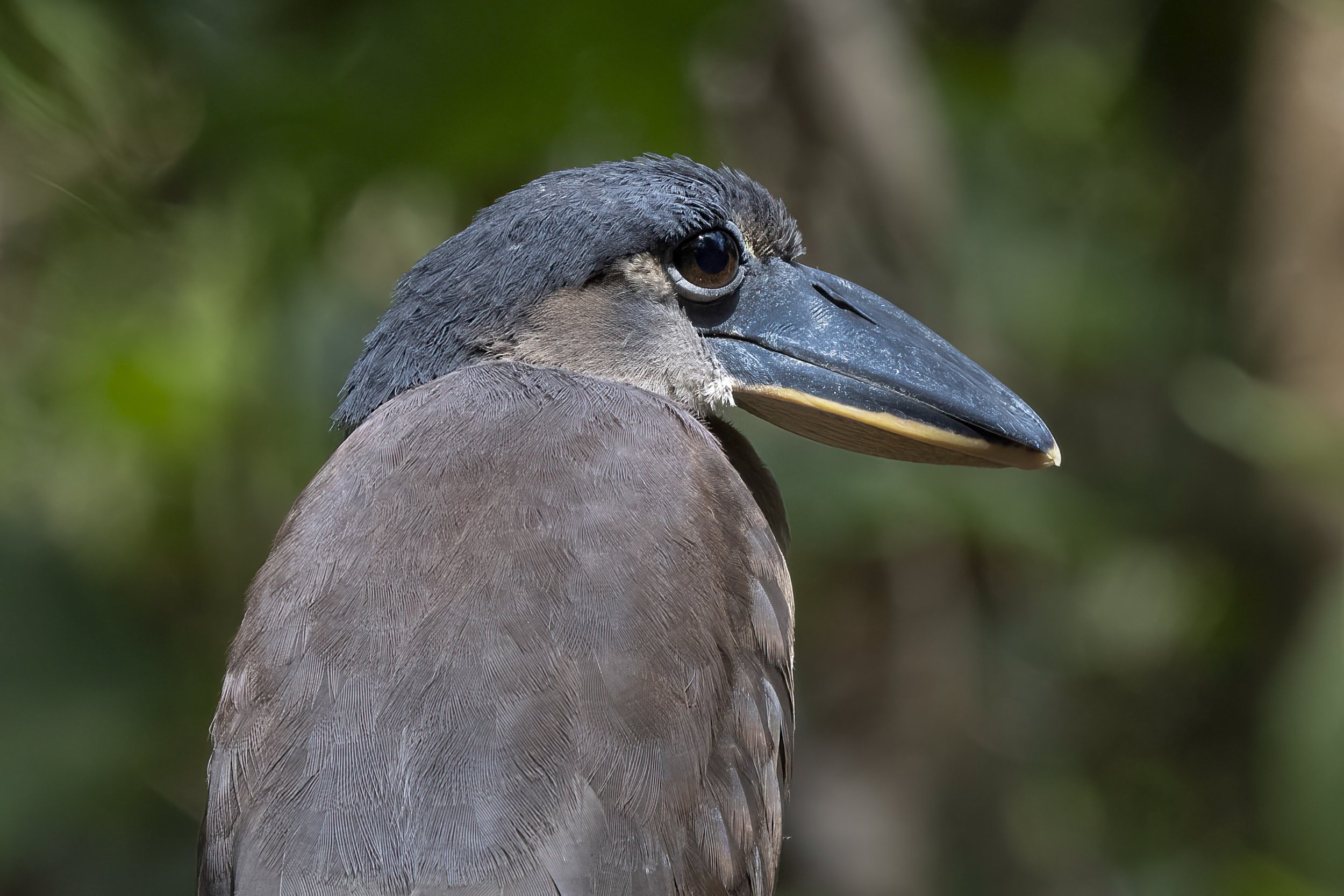 Boat Billed Heron