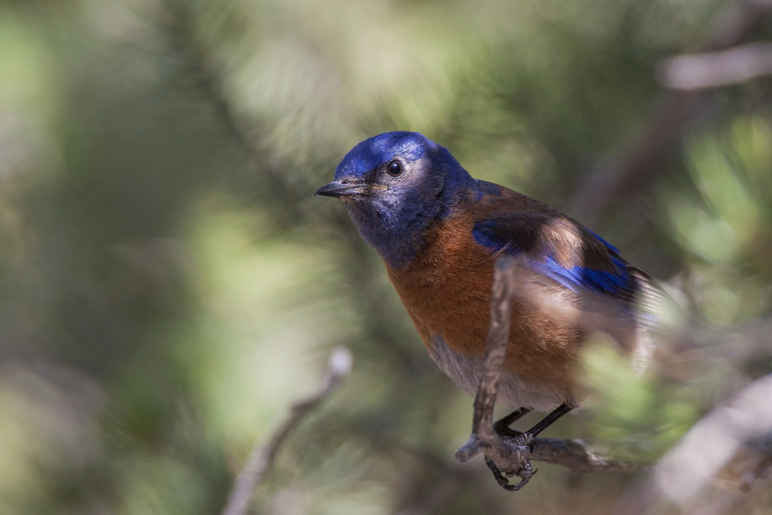Western Bluebird