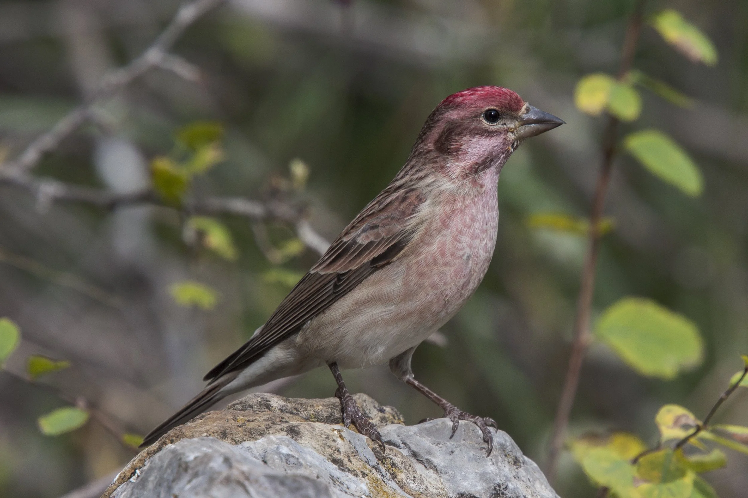 Cassin's Finch