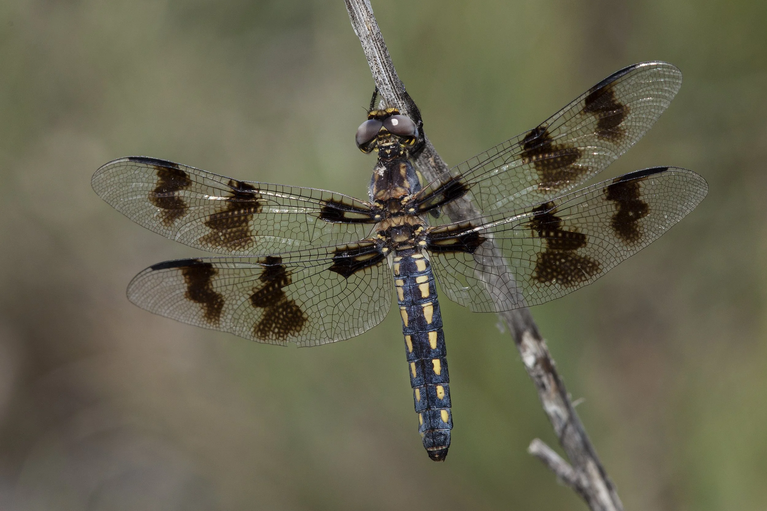 Desert Whitetail (Libellula subornata)_IMG_5344.jpg