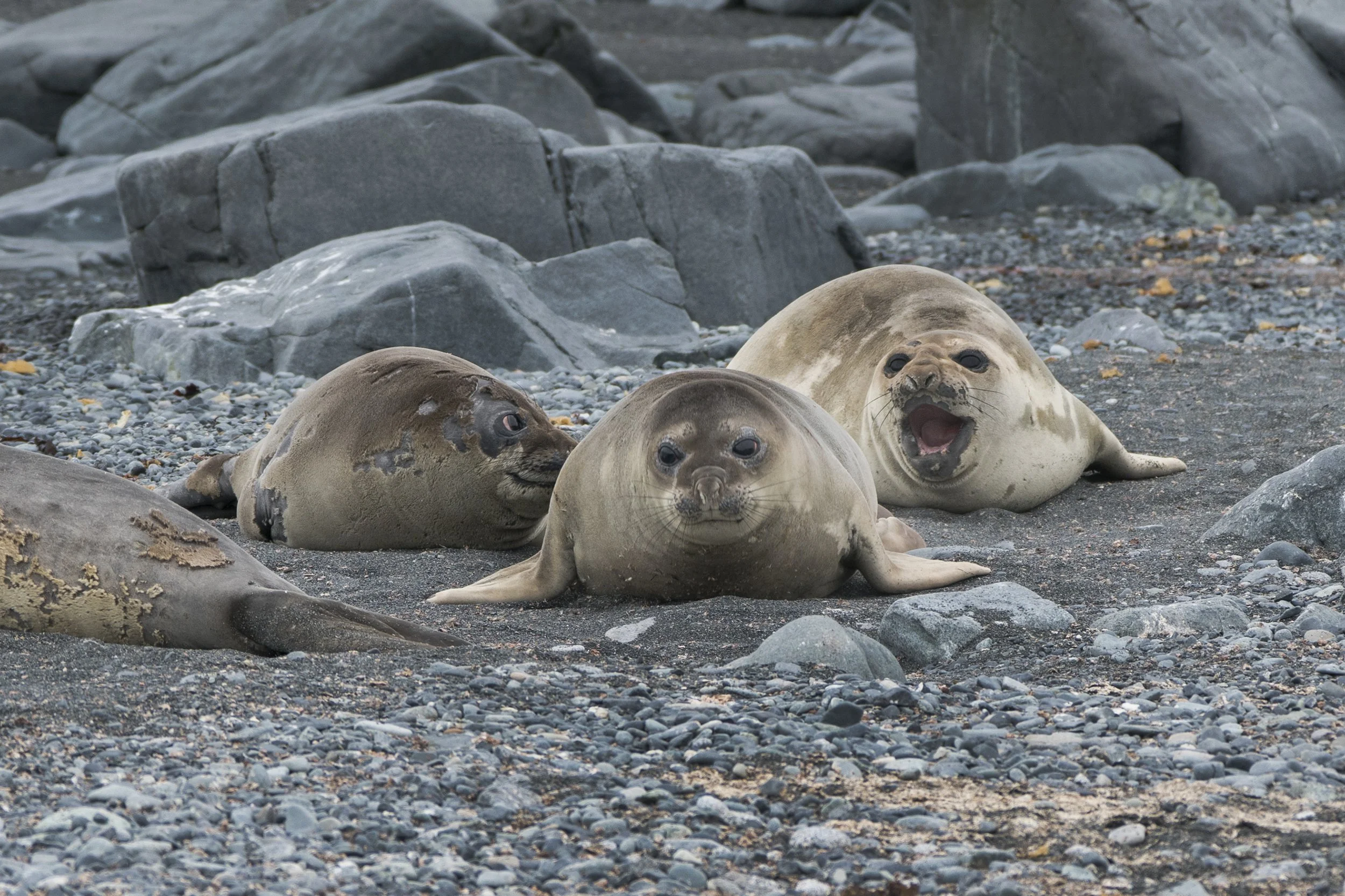 Elephant Seal Pups