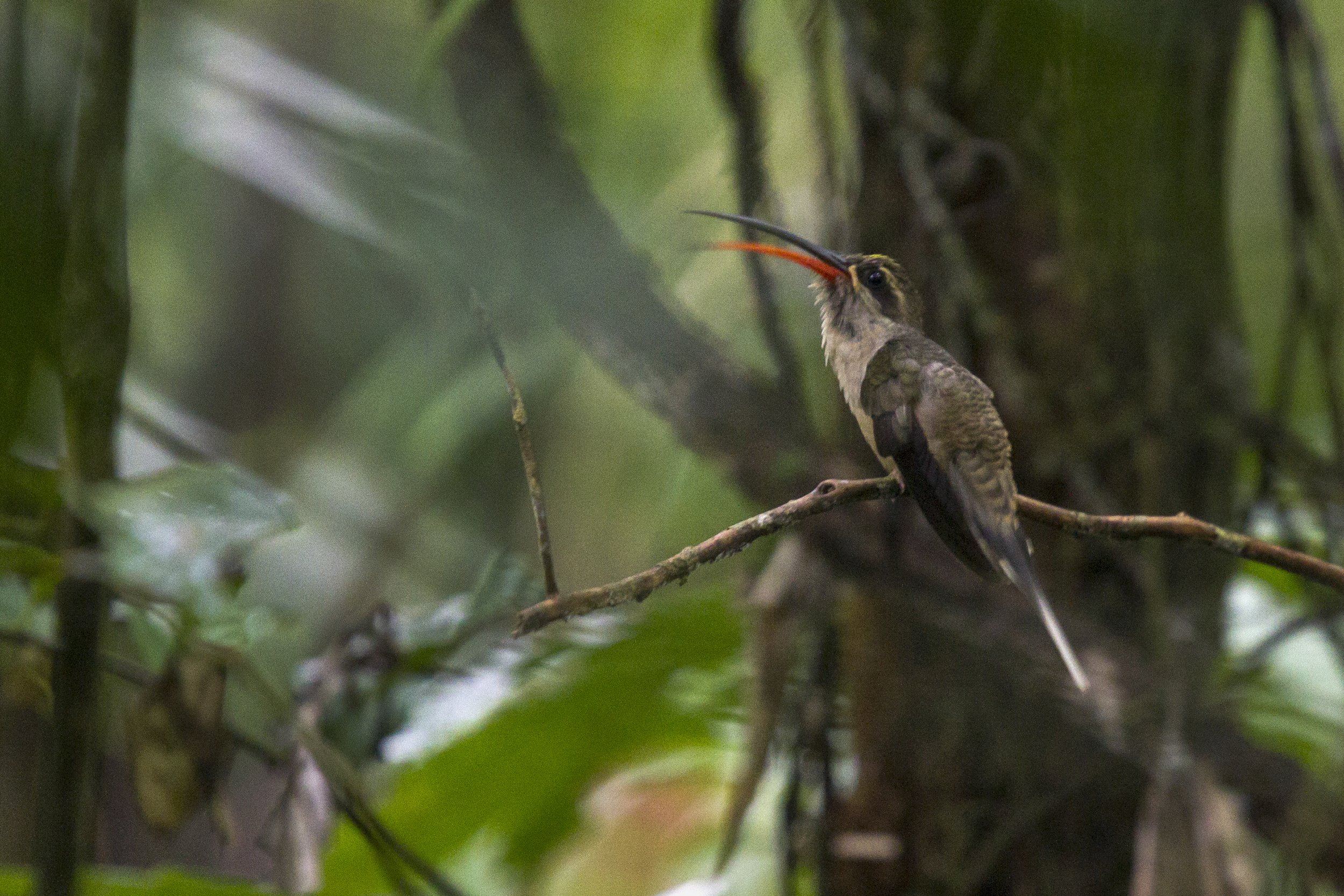 Great Billed Hermit 