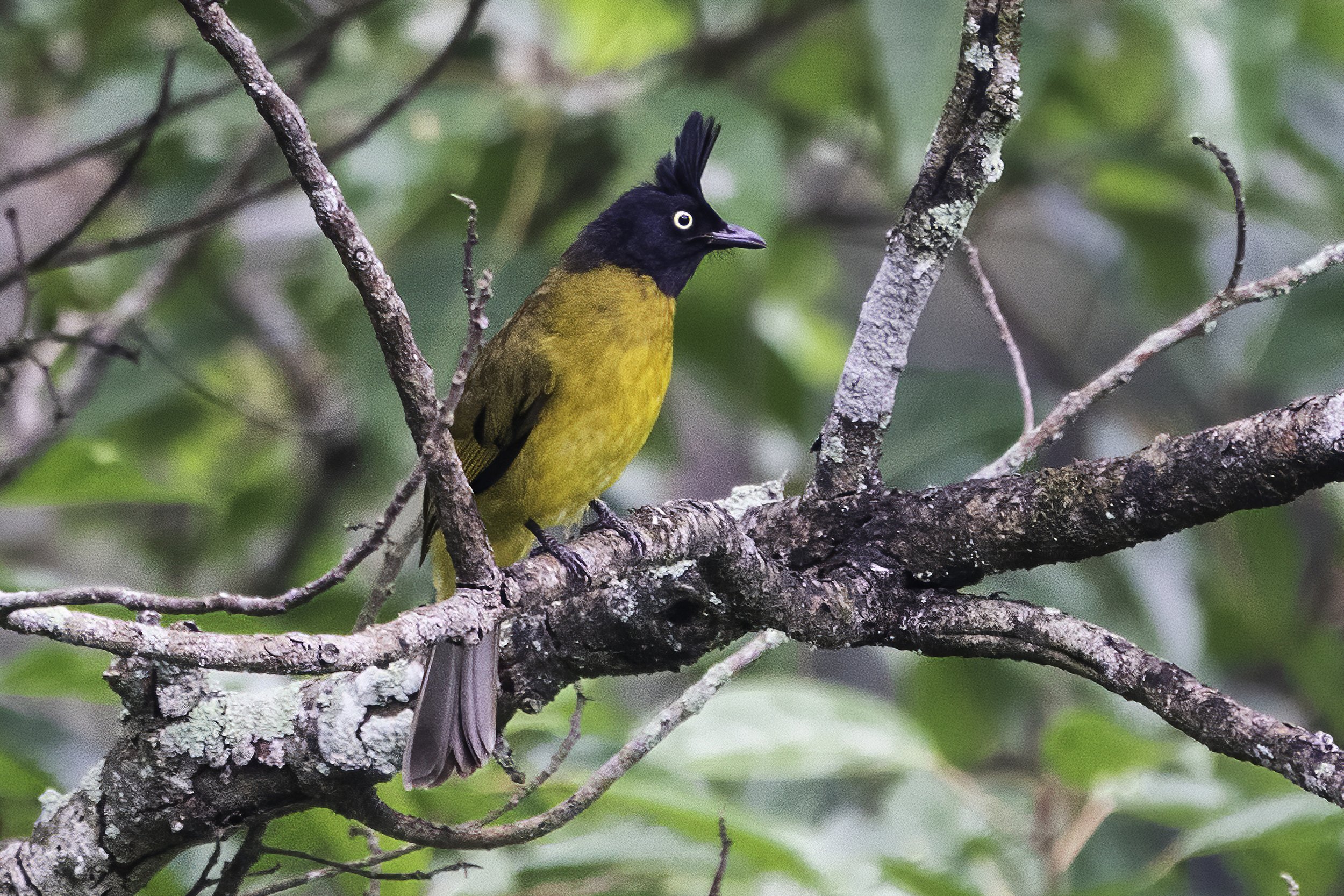 Black Crested Bulbul