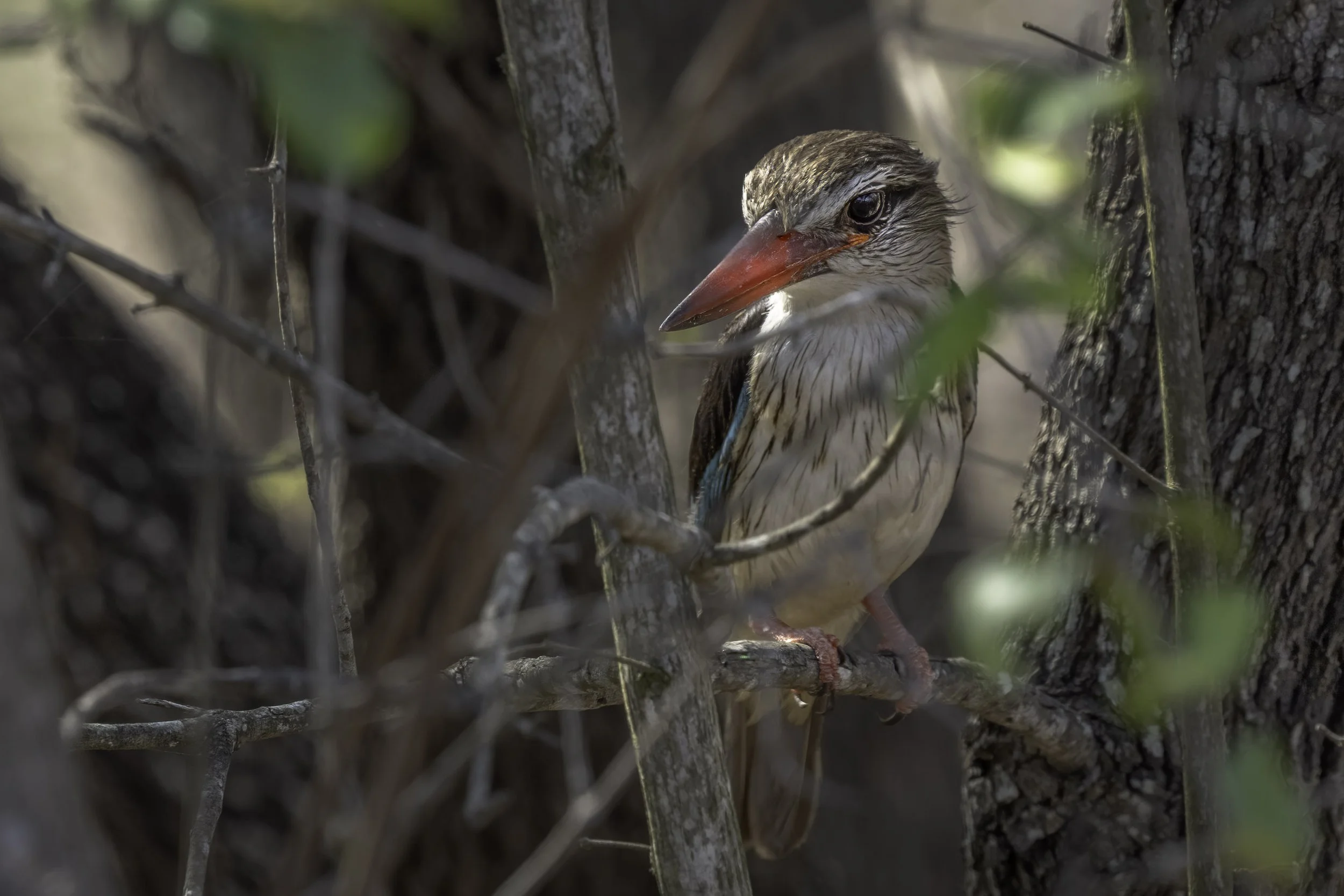 Brown Hooded Kingfisher