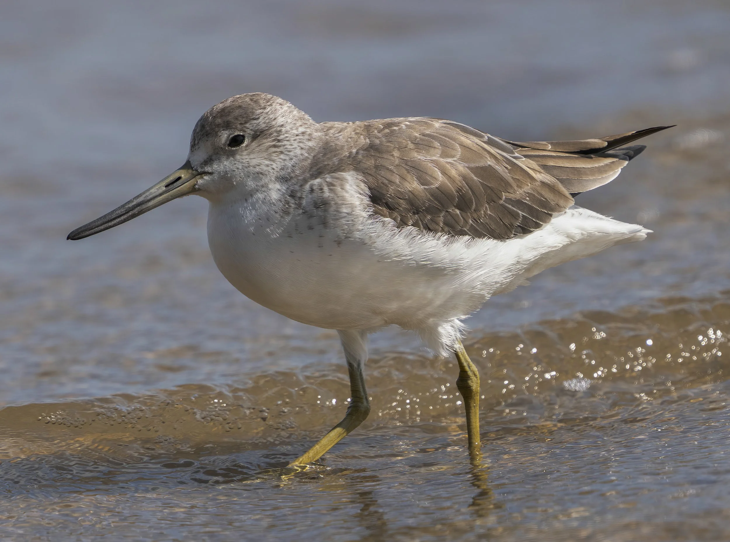 Nordmanns Greenshank