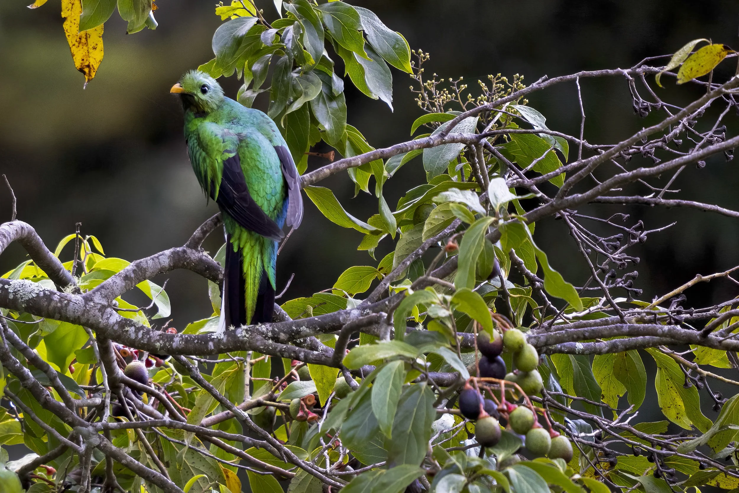 Resplendant Quetzal