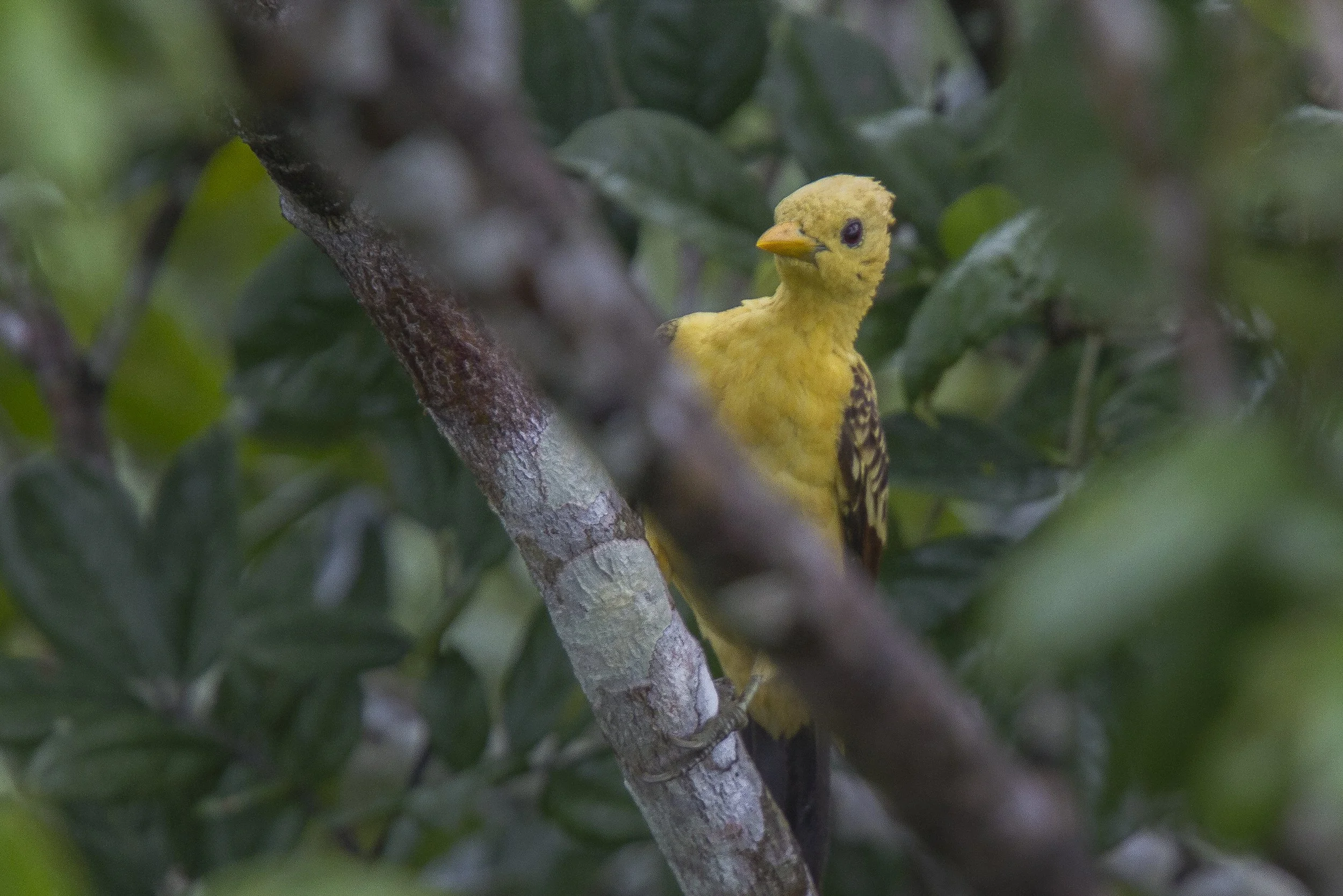 Cream Colored Woodpecker