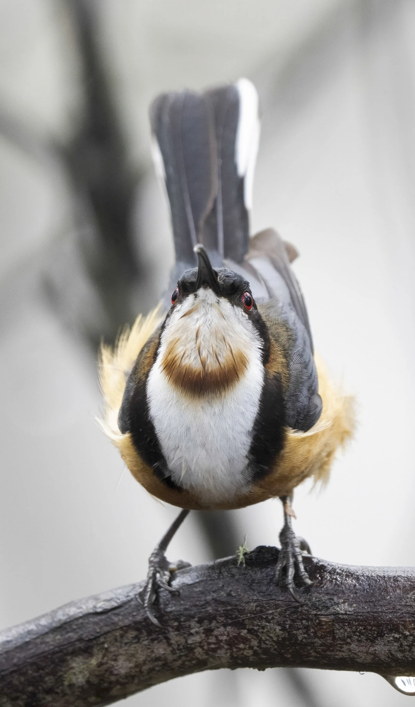 Eastern Spinebill