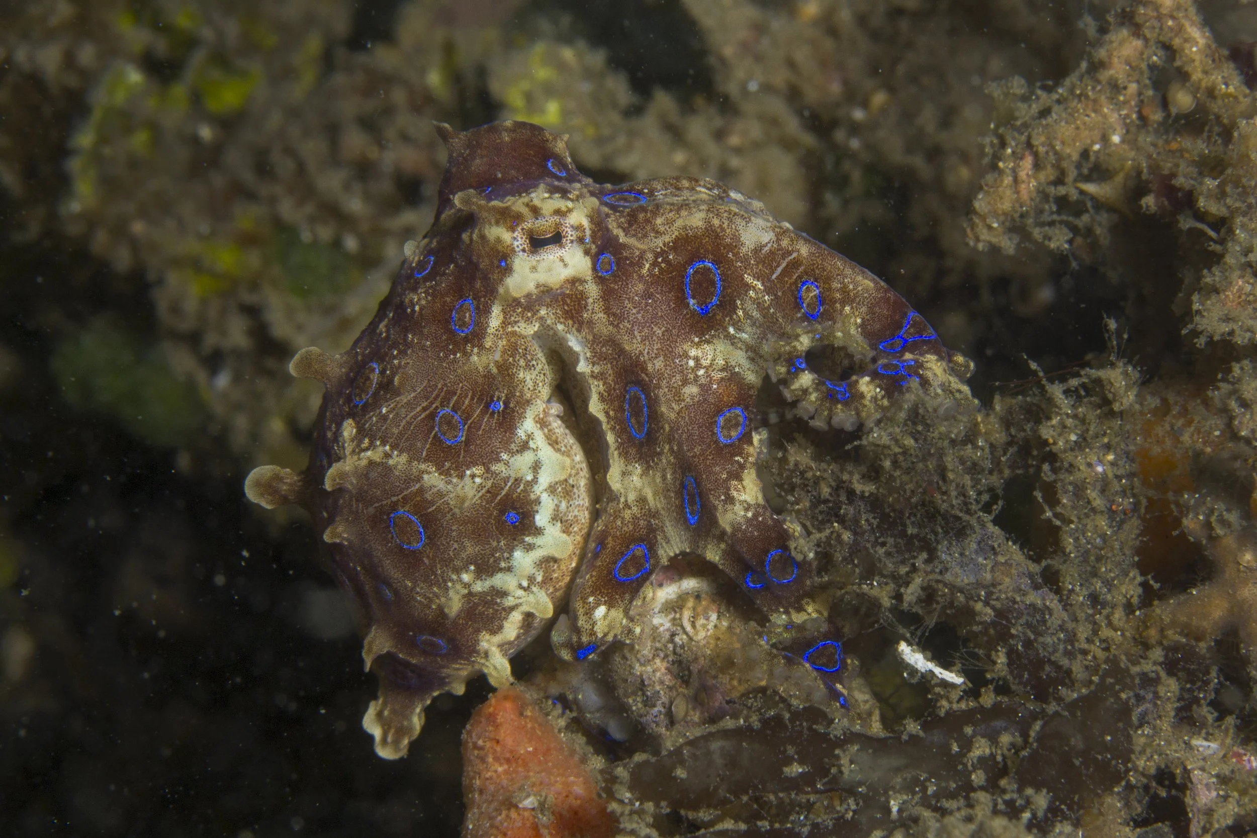Lembeh_IMG_0125.jpg