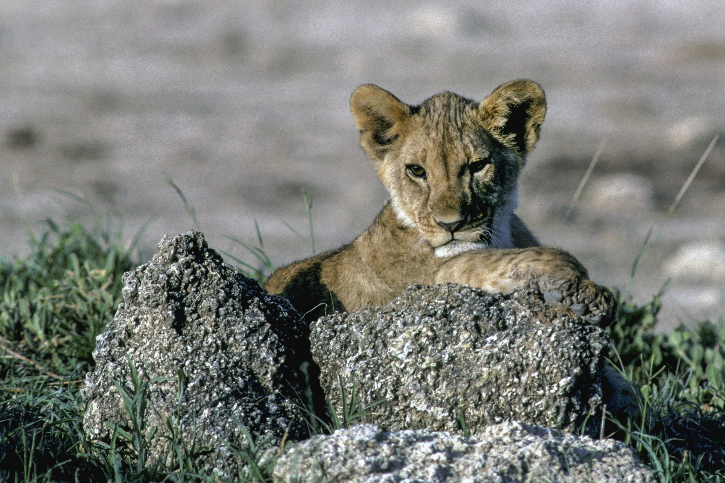 Lion