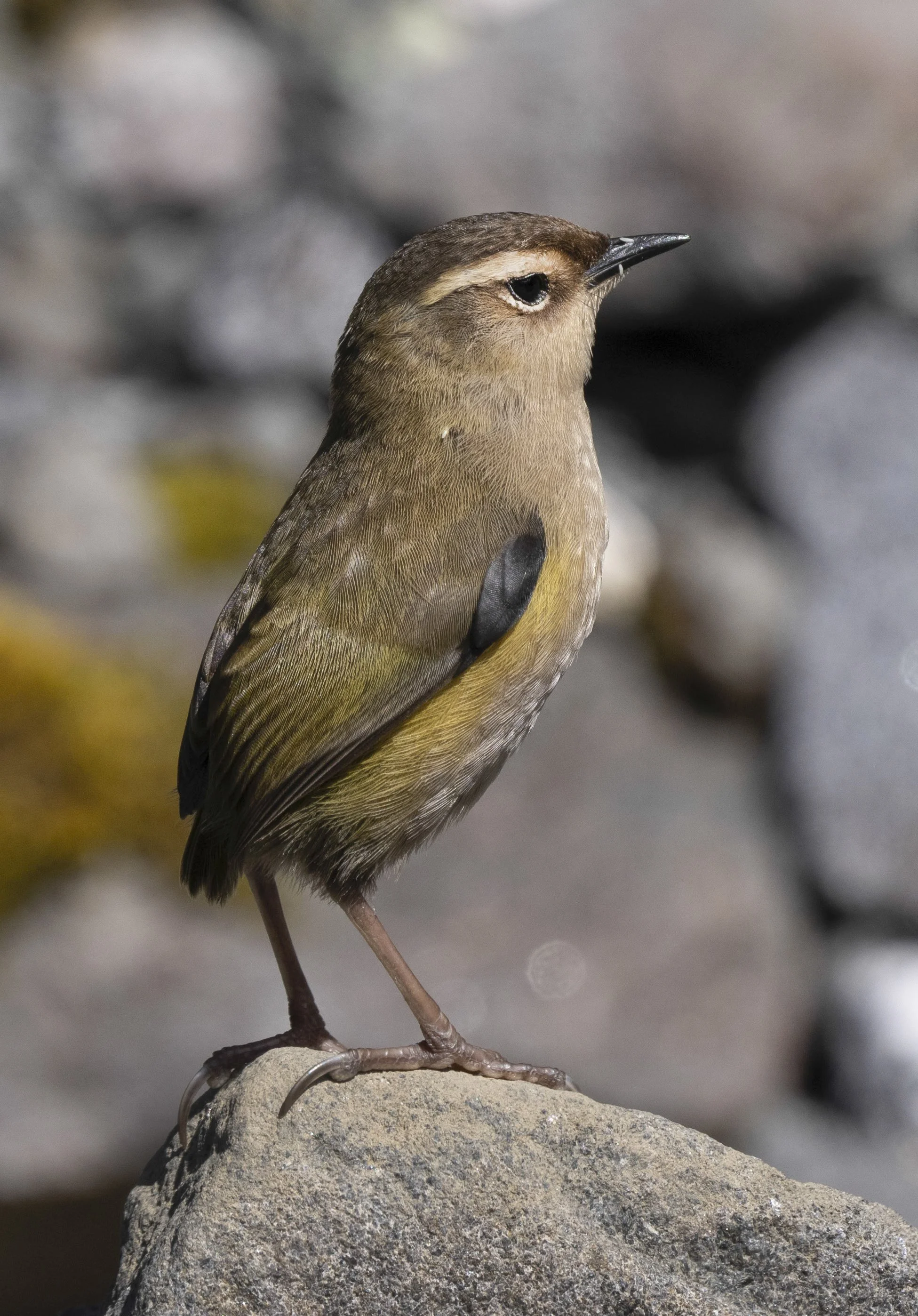 New Zealand, Rock Wren