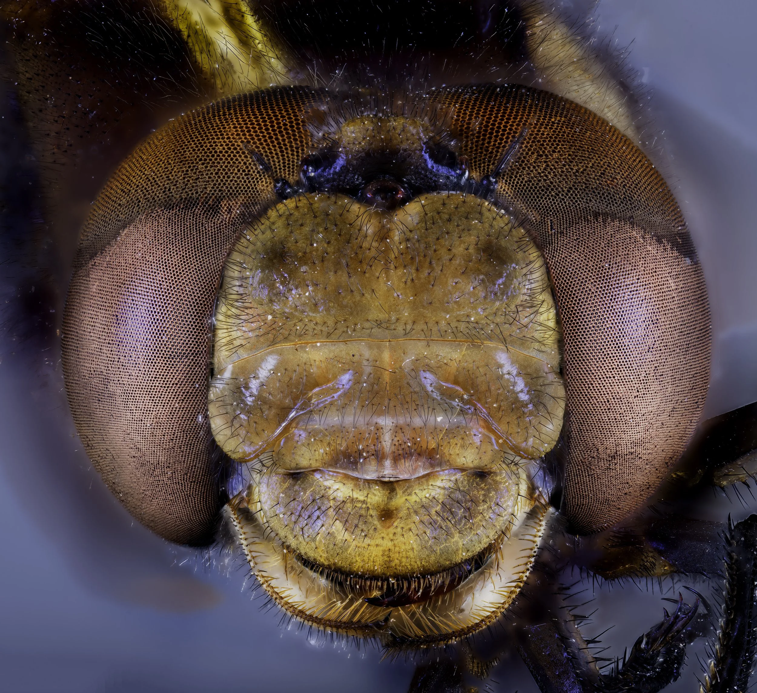 widowskimmer.jpg