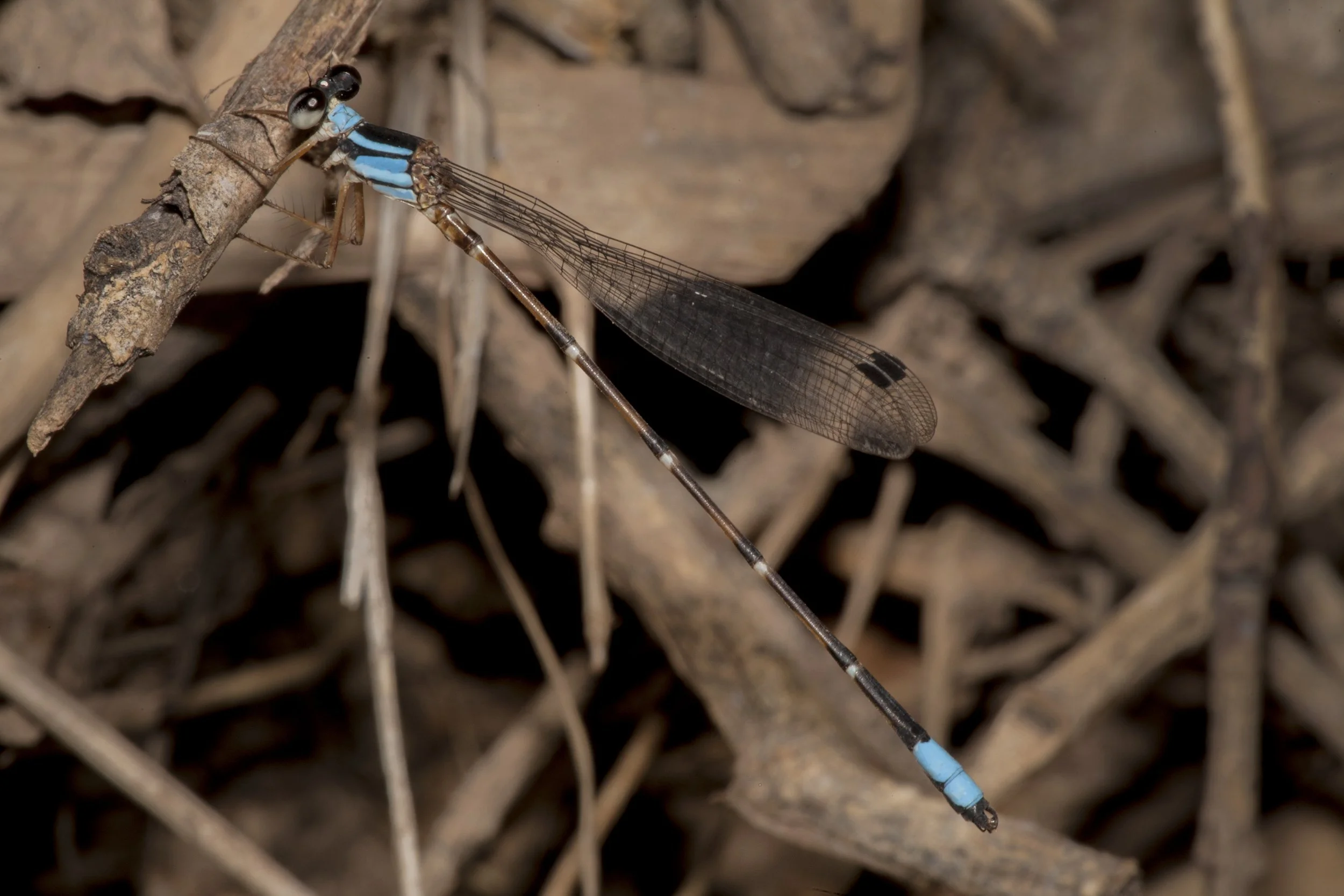 Palaemnema domina (Desert Shadowdamsel)_IMG_0272.jpg