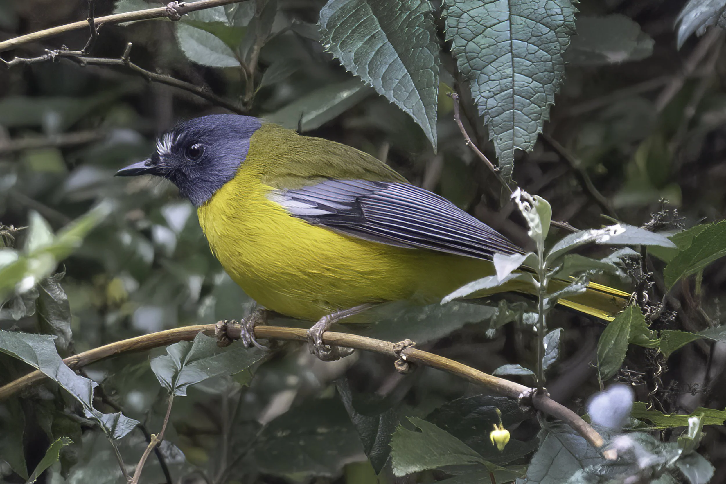 Black Fronted Bushshrike
