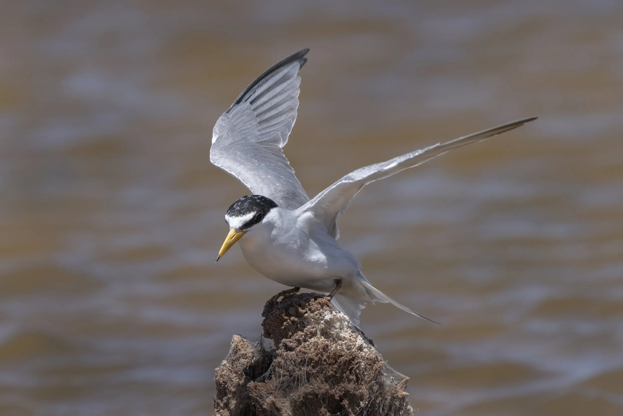 Least Tern