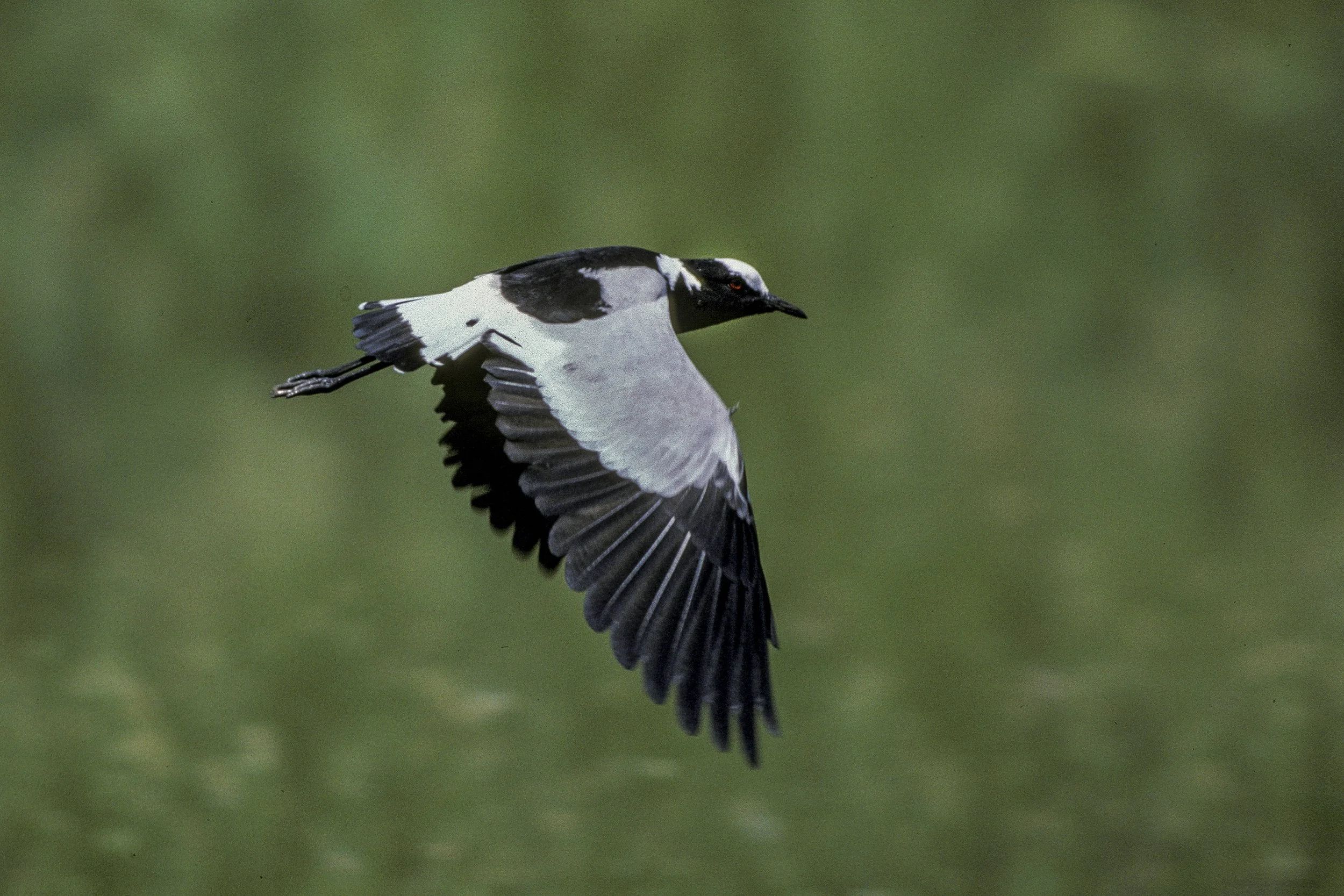 Blacksmith Lapwing