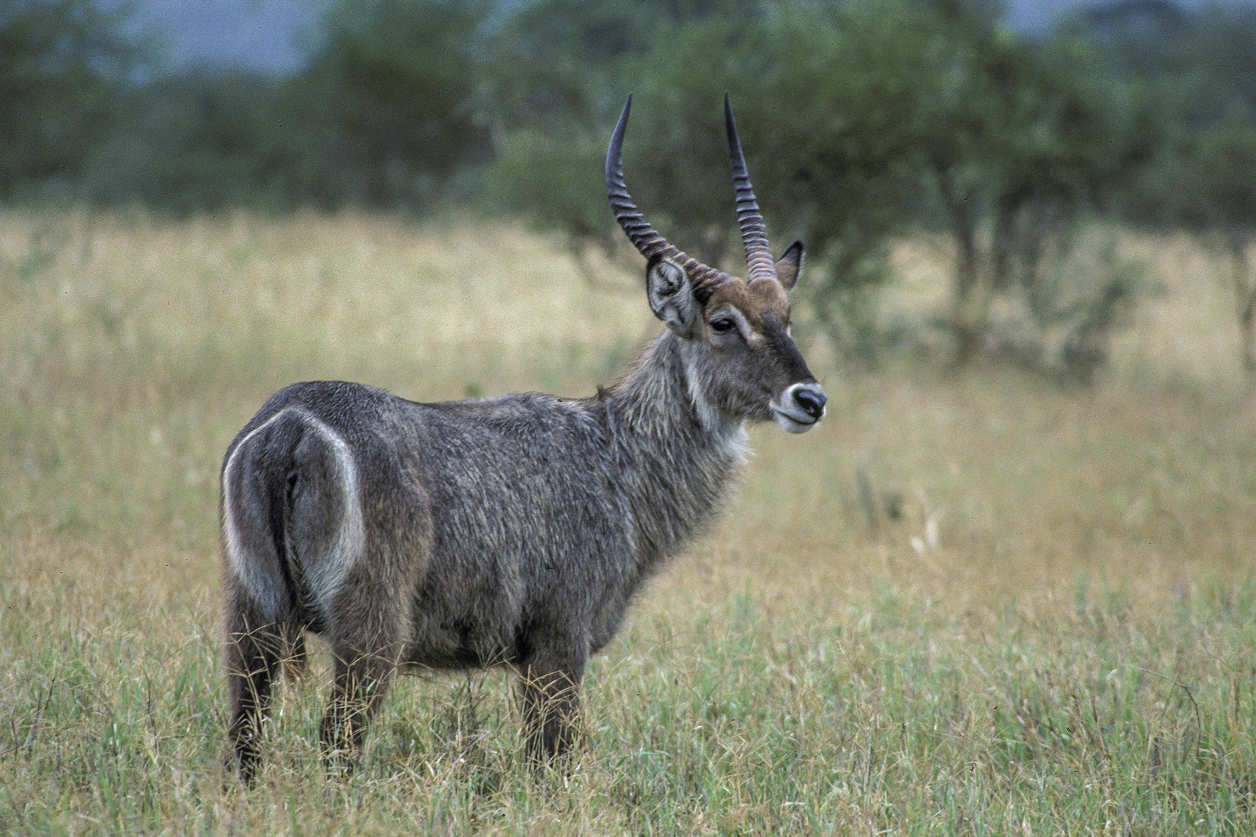 Waterbuck, Kenya