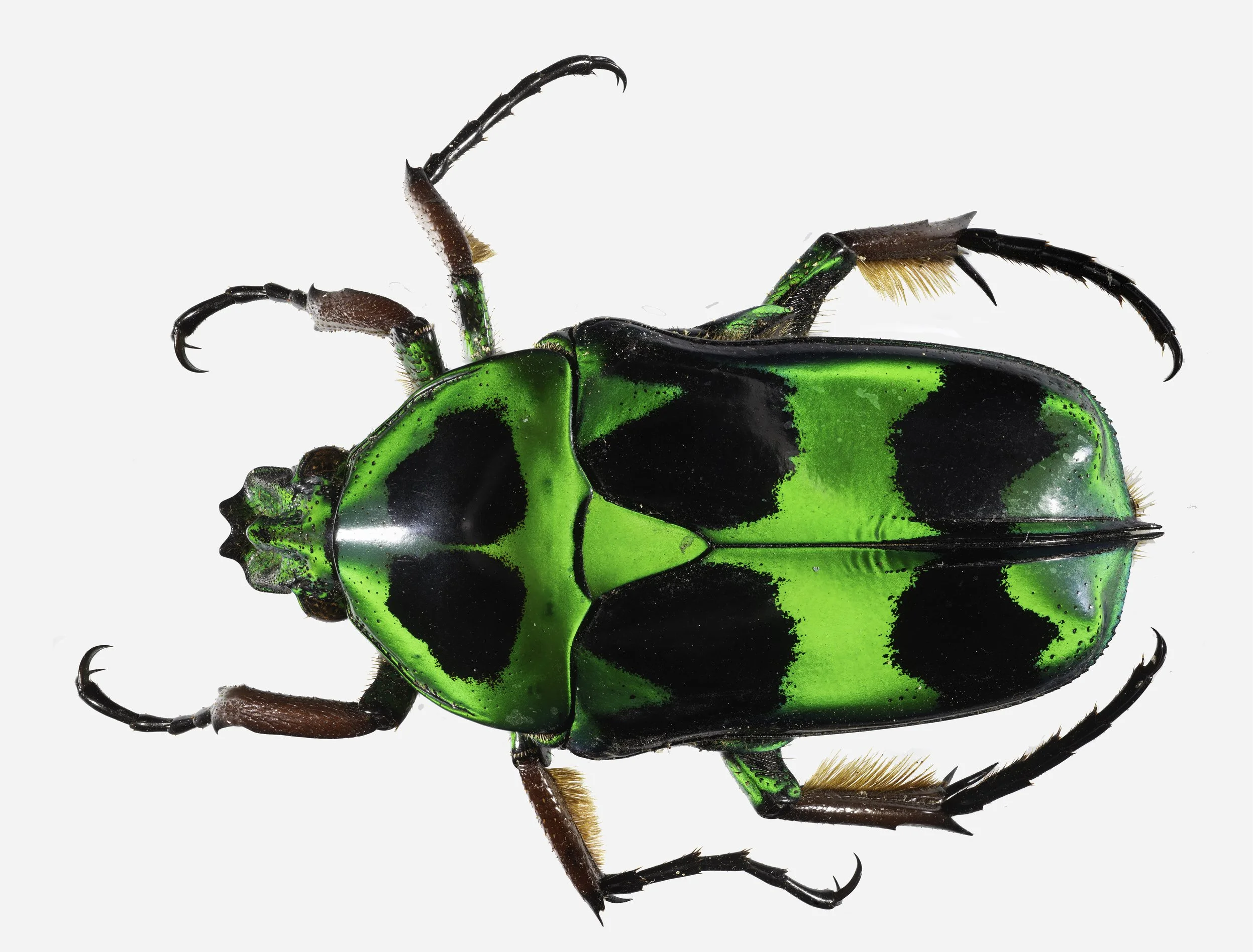 Heyerorrhina_macleayi_1-Edit-2.jpg